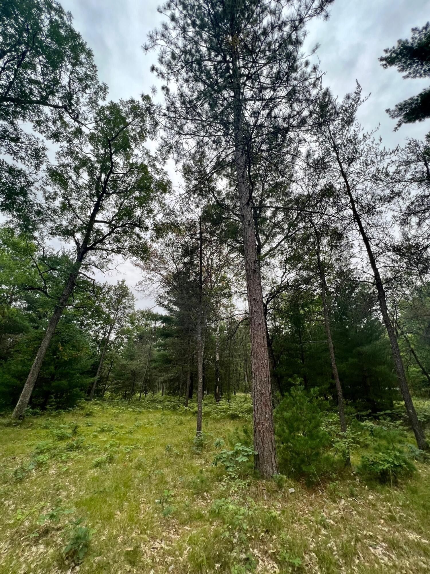 20 Acres, 3268 S Merrillville, Baldwin, MI 49304 Land and Farm