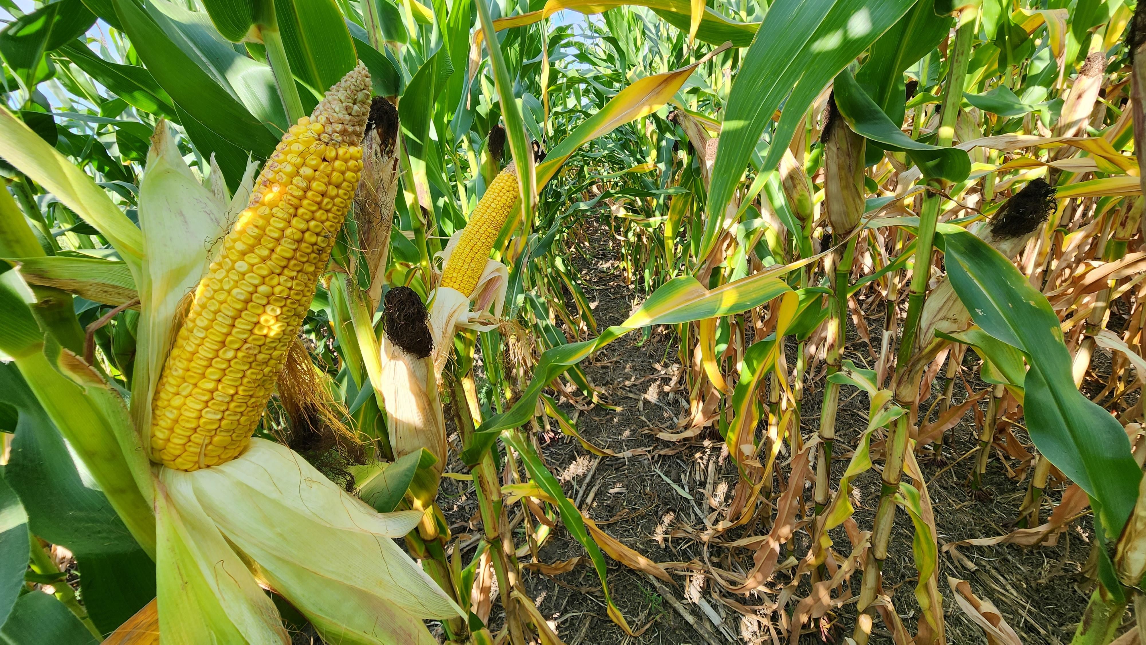 159 Acres, Onaka, SD 57466 Land and Farm