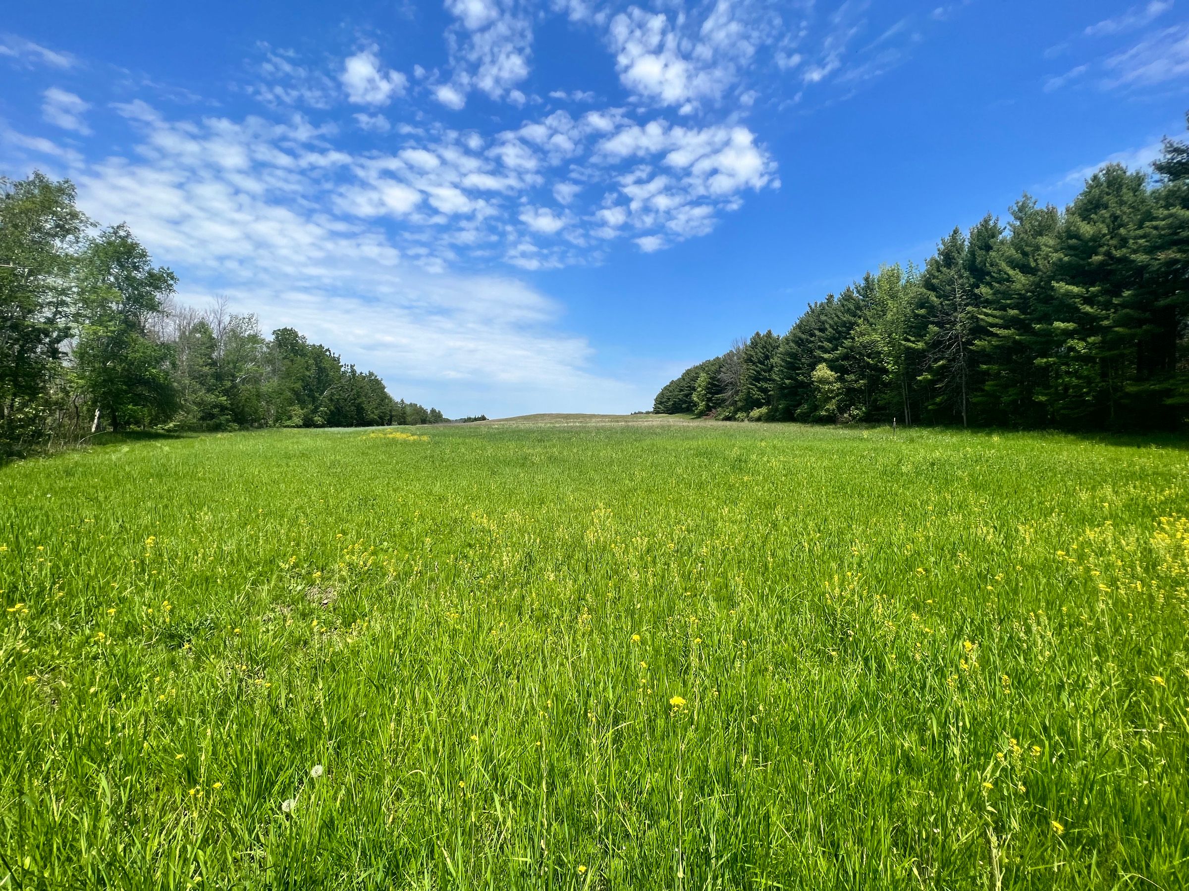 41 Acres, E Center Rd, Forestville, WI 54213 Land and Farm
