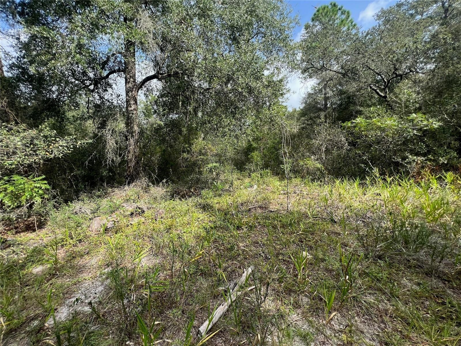 1.25 Acres, SW 146TH PL, Ocala, FL 34473 Land and Farm