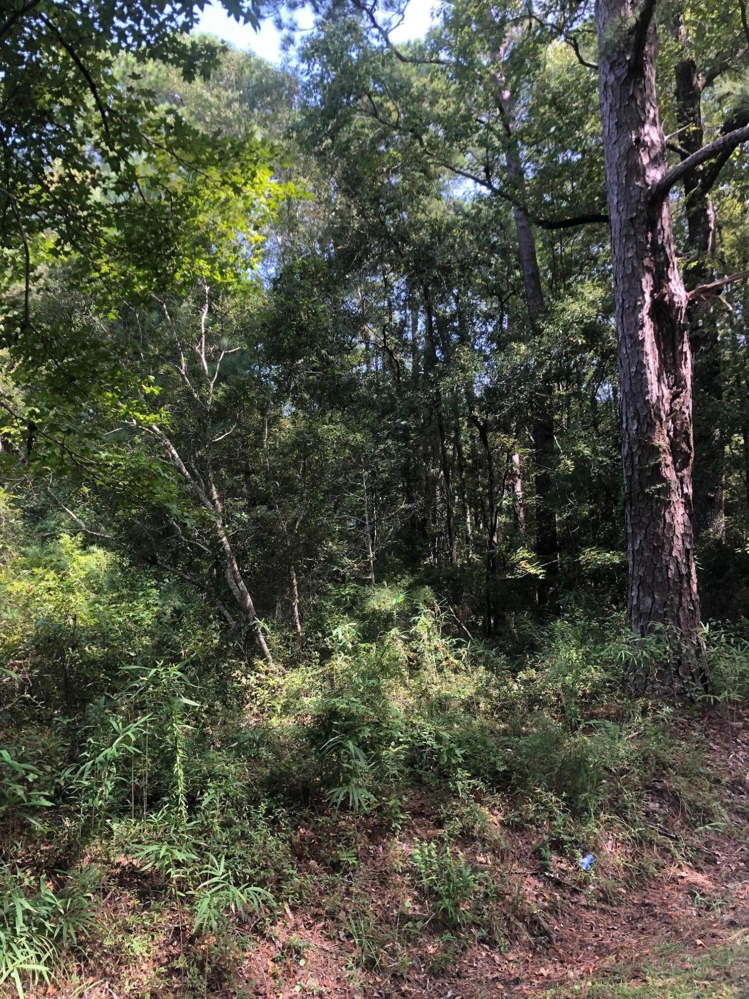 0.29 Acres, 6164 Smith Road, Ravenel, SC 29470 Land and Farm