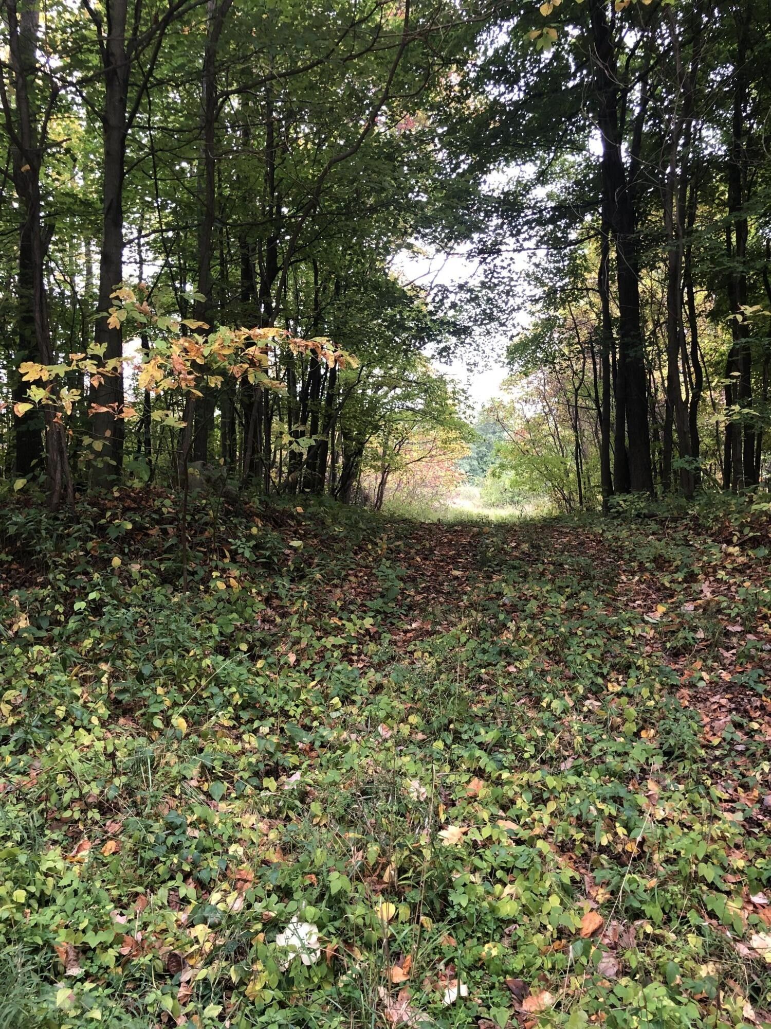 80 Acres, 8233 59th Street, Grand Junction, MI 49056 Land and Farm