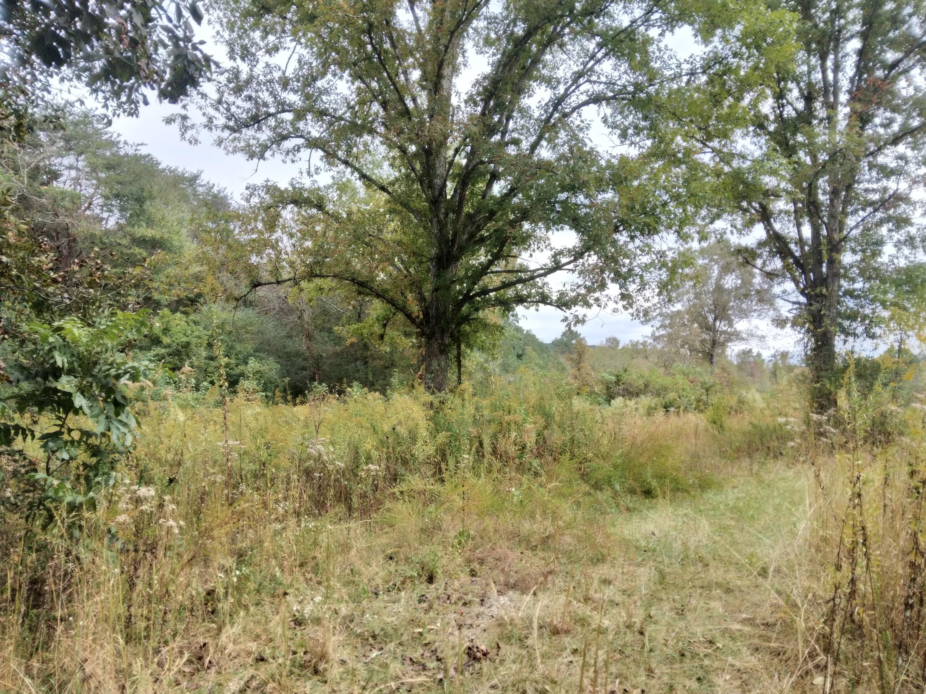 1.68 Acres, 000 Friendship Lane, Delano, TN 37325 Land and Farm