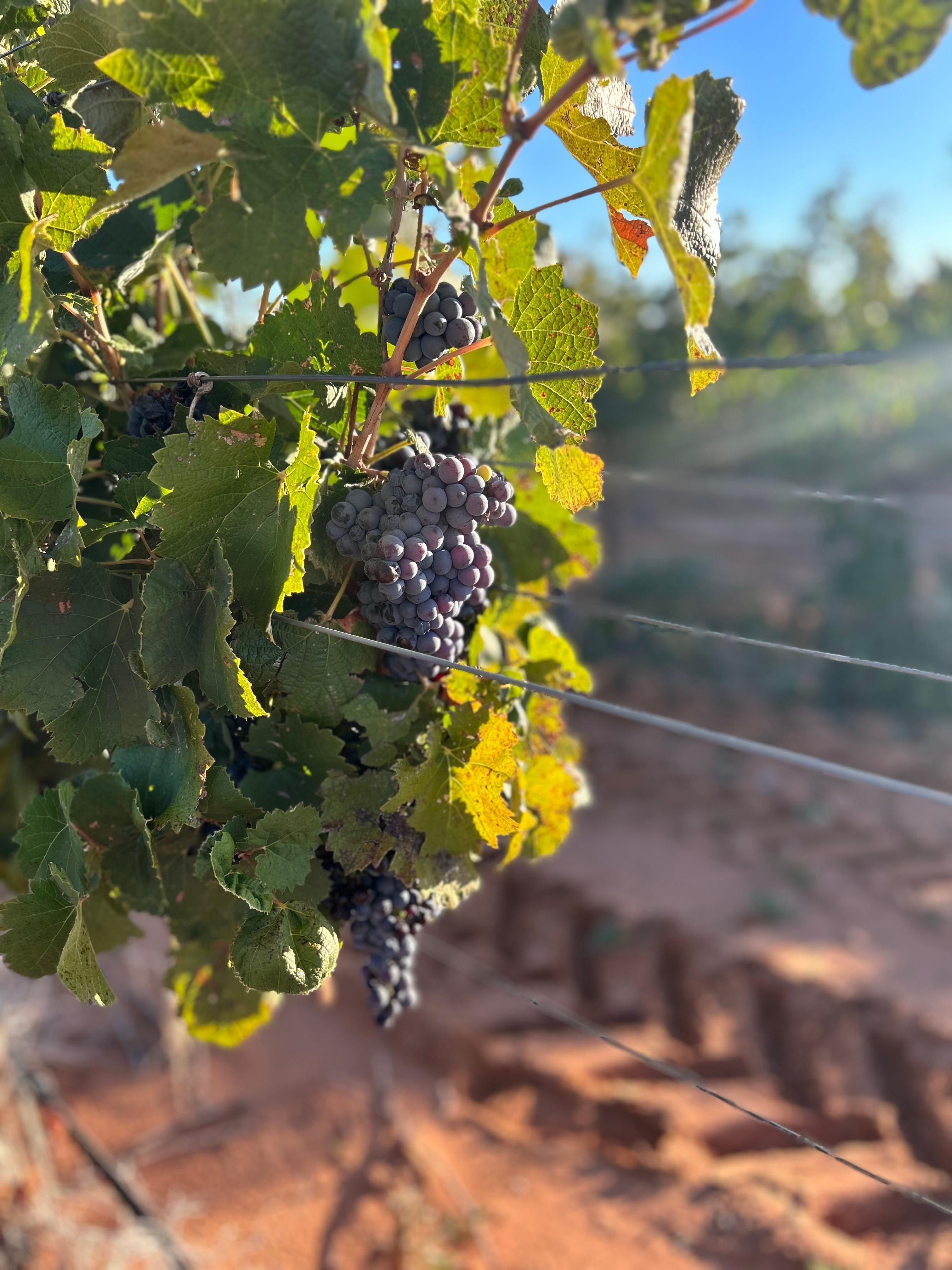 160 acres in Wellman, TX, 79378 Land and Farm