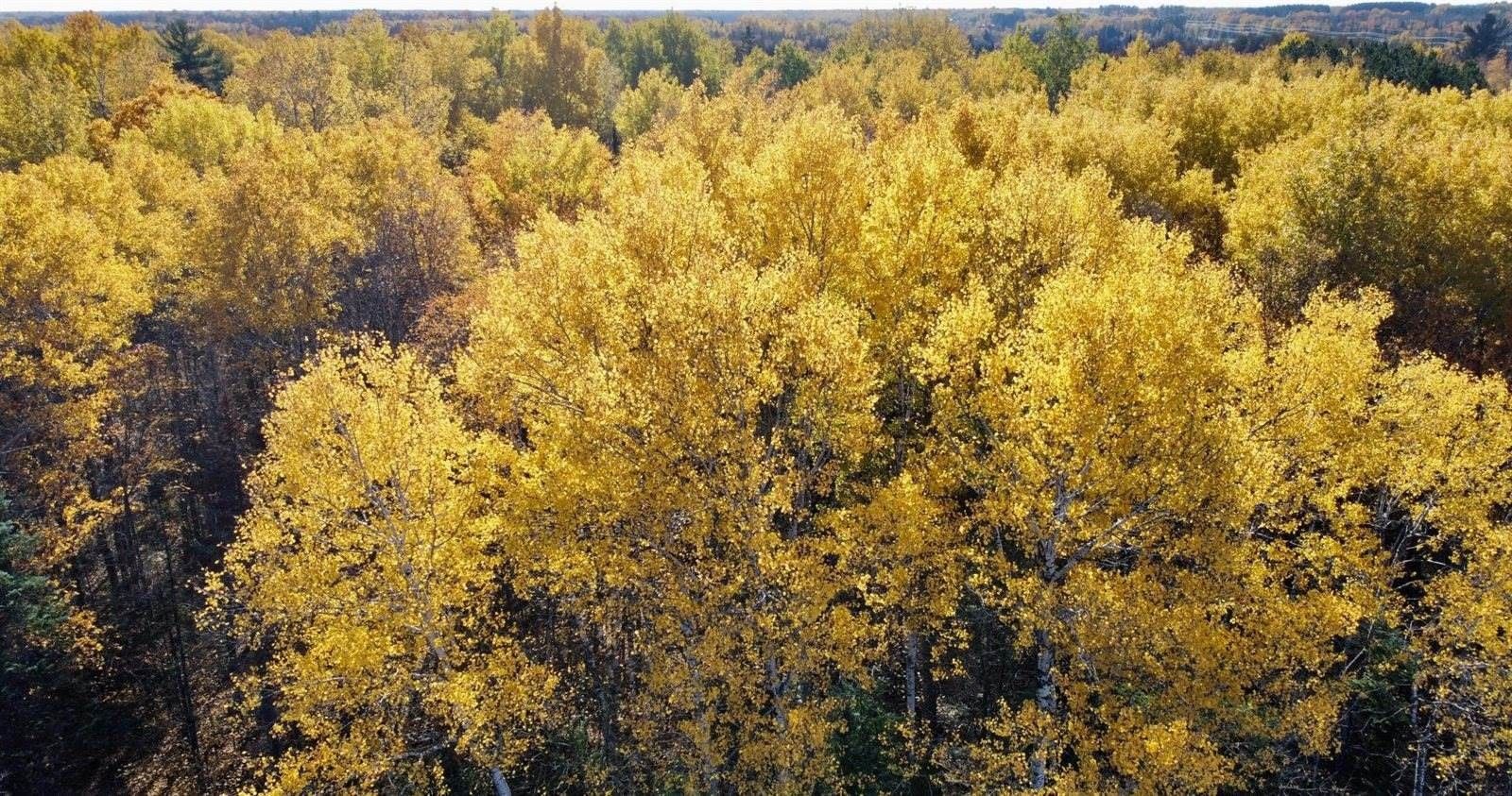 18 Acres, xxx School Forest Road, Cromwell, MN 55726 Land and Farm