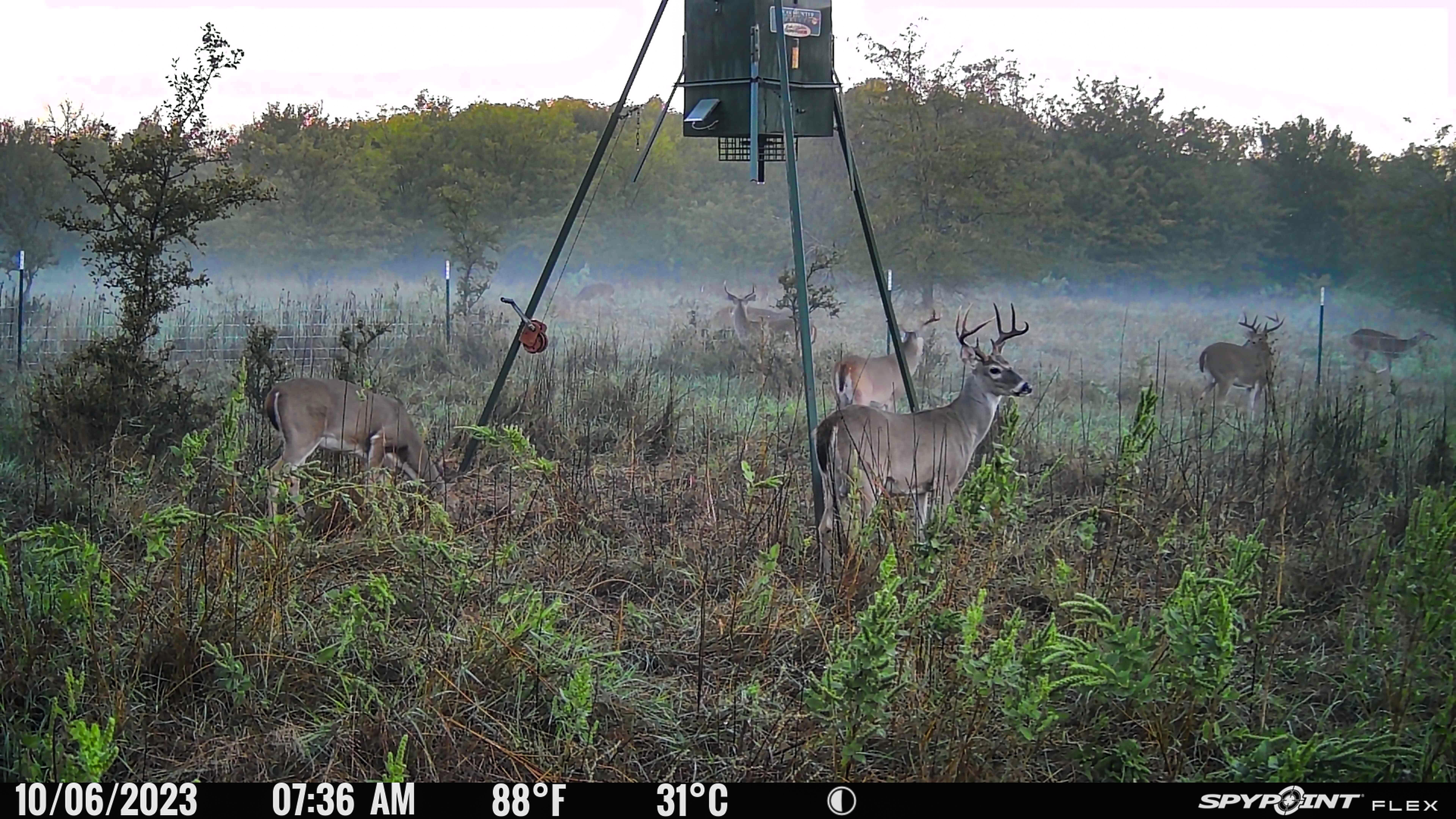 County Road 421, Desdemona, TX 76444 Land and Farm