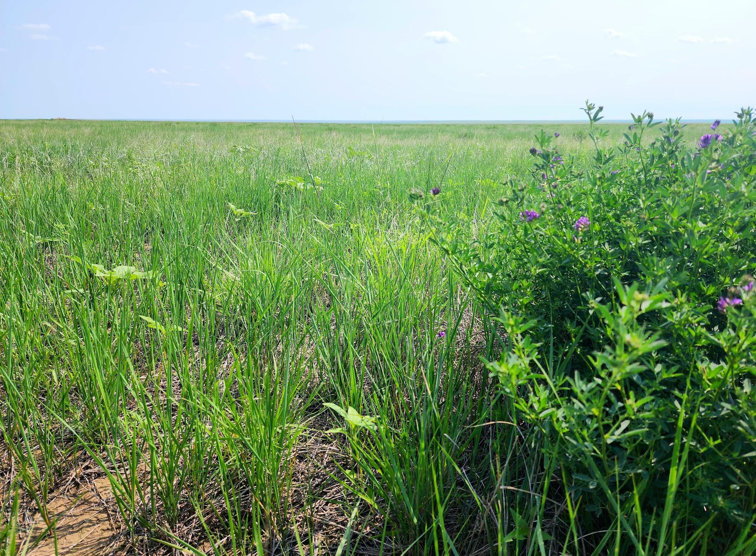 Near County Road North, LotWP 001, Eads, CO 81036 Land and Farm