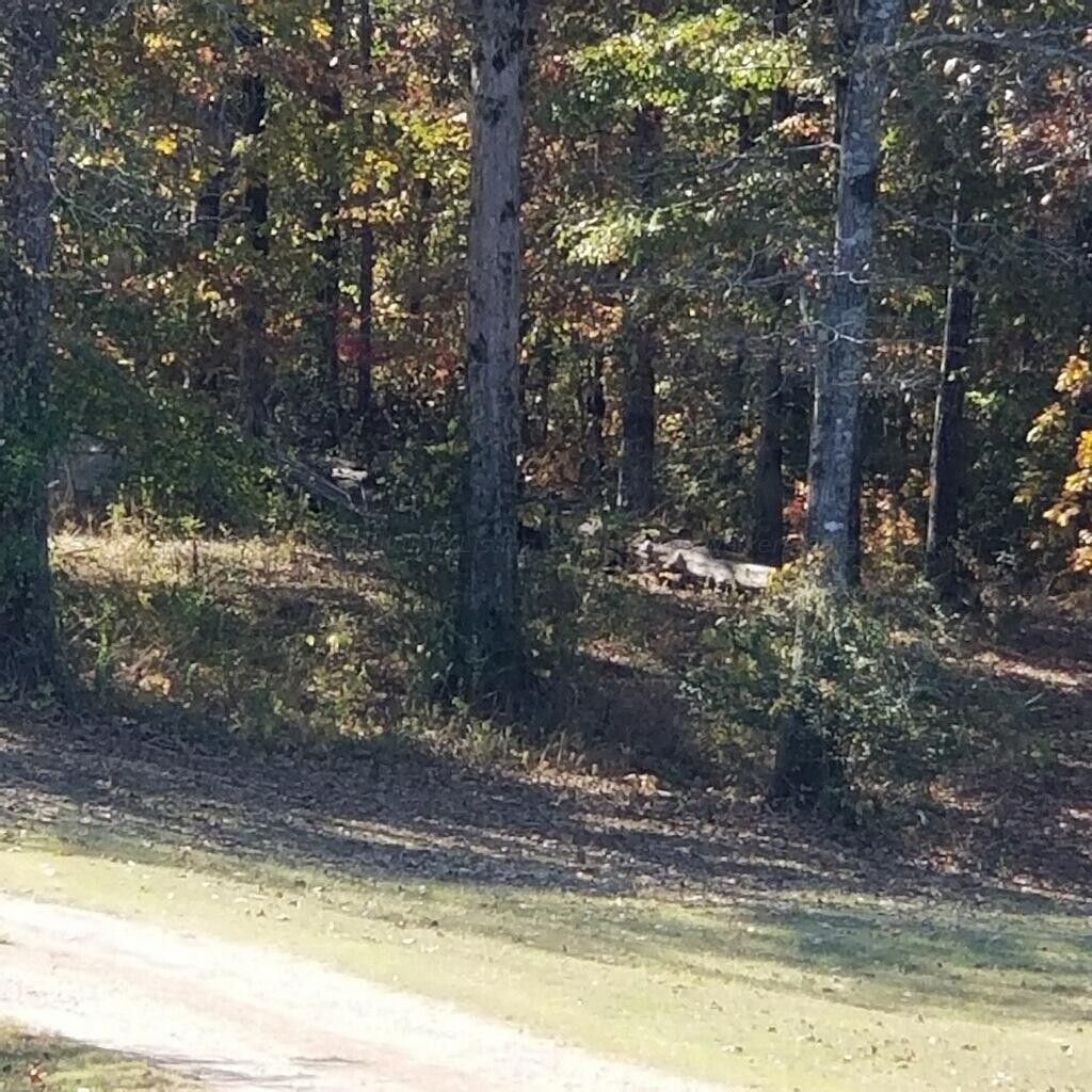 1 PINK, Jasper, AL 35504 MLS 231996 Land and Farm