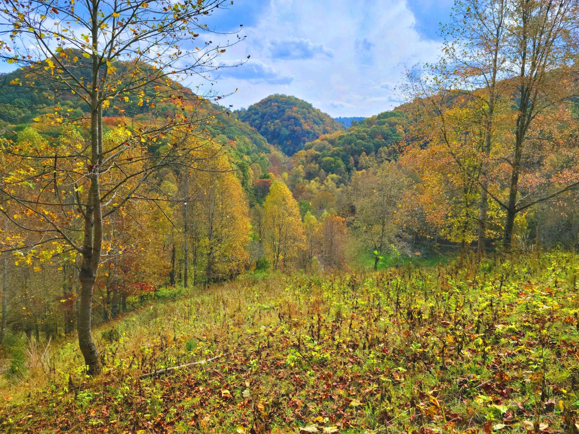 93.29 Acres, Tbd Large Hollow Road, Abingdon, VA 24210 Land and Farm