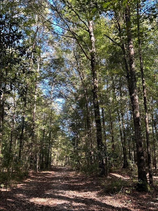 120 Acres, Shehane Rd, Ariton, AL 36311 Land and Farm