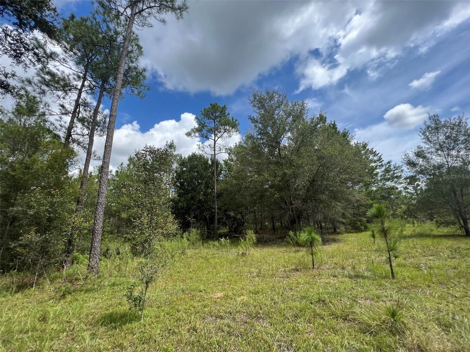 21 Acres, Tba SE 160TH AVENUE, Morriston, FL 32668 Land and Farm