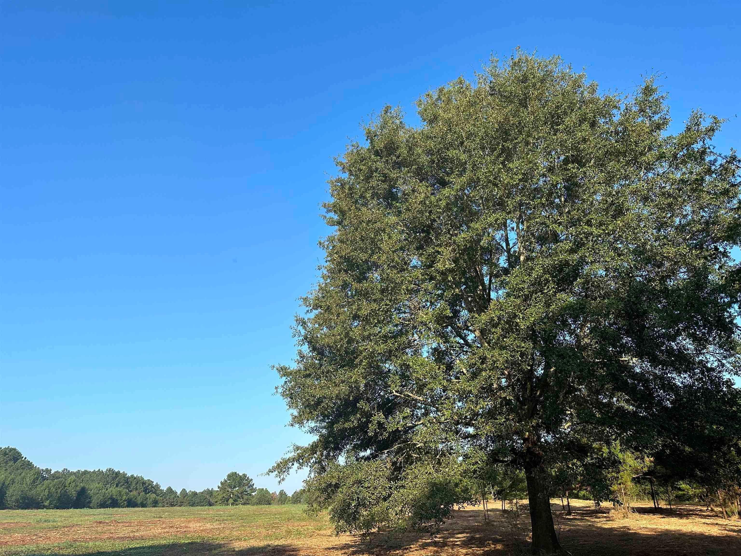 24 Acres, 440 W Williamson Rd, Williamson, GA 30292 Land and Farm