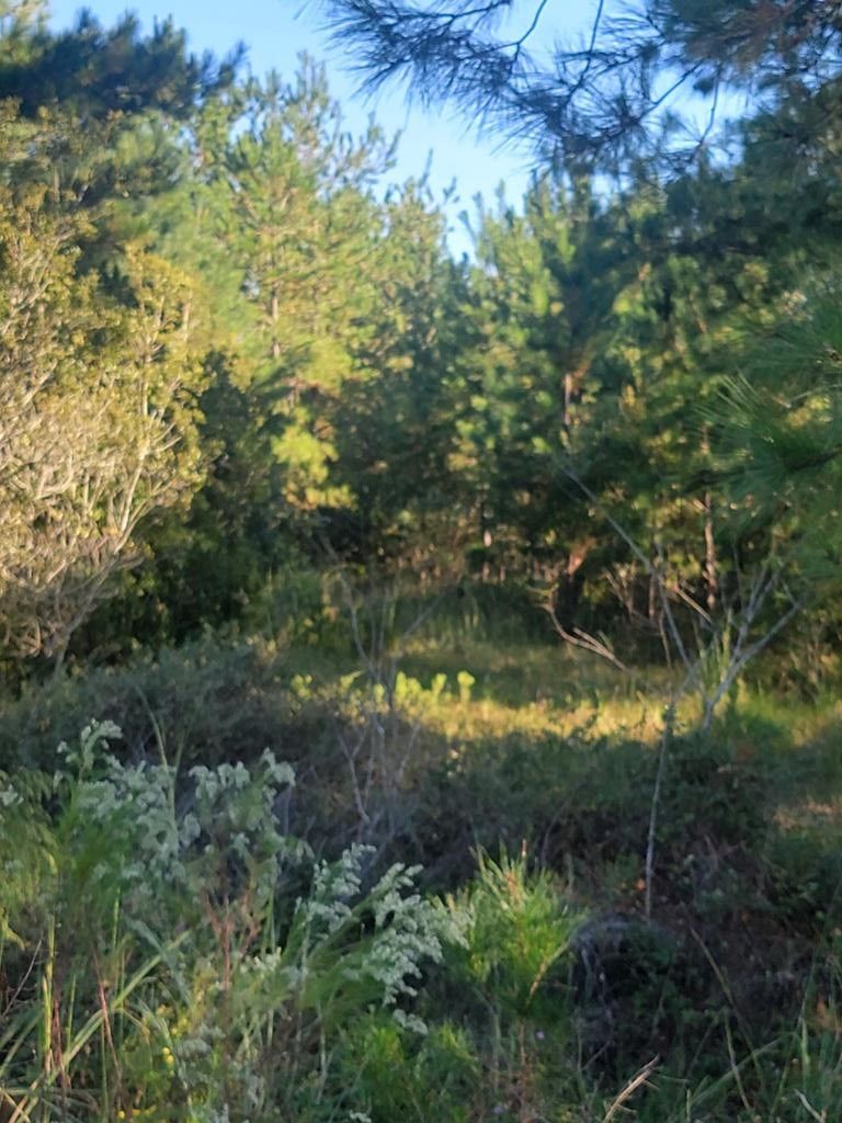 13.49 Acres, 0 COOK RD, Naylor, GA 31641 Land and Farm