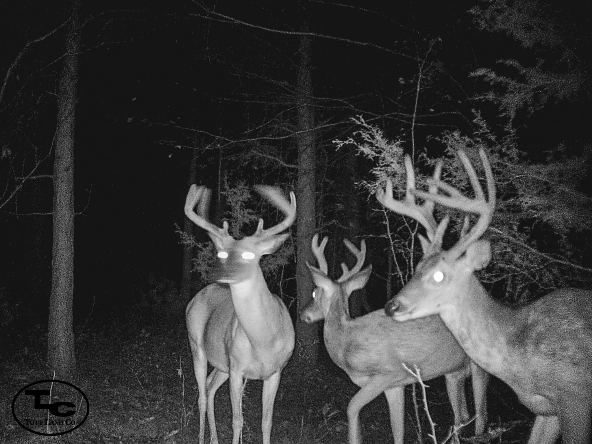 Bullman Rd, Finger, TN 38334 Land and Farm