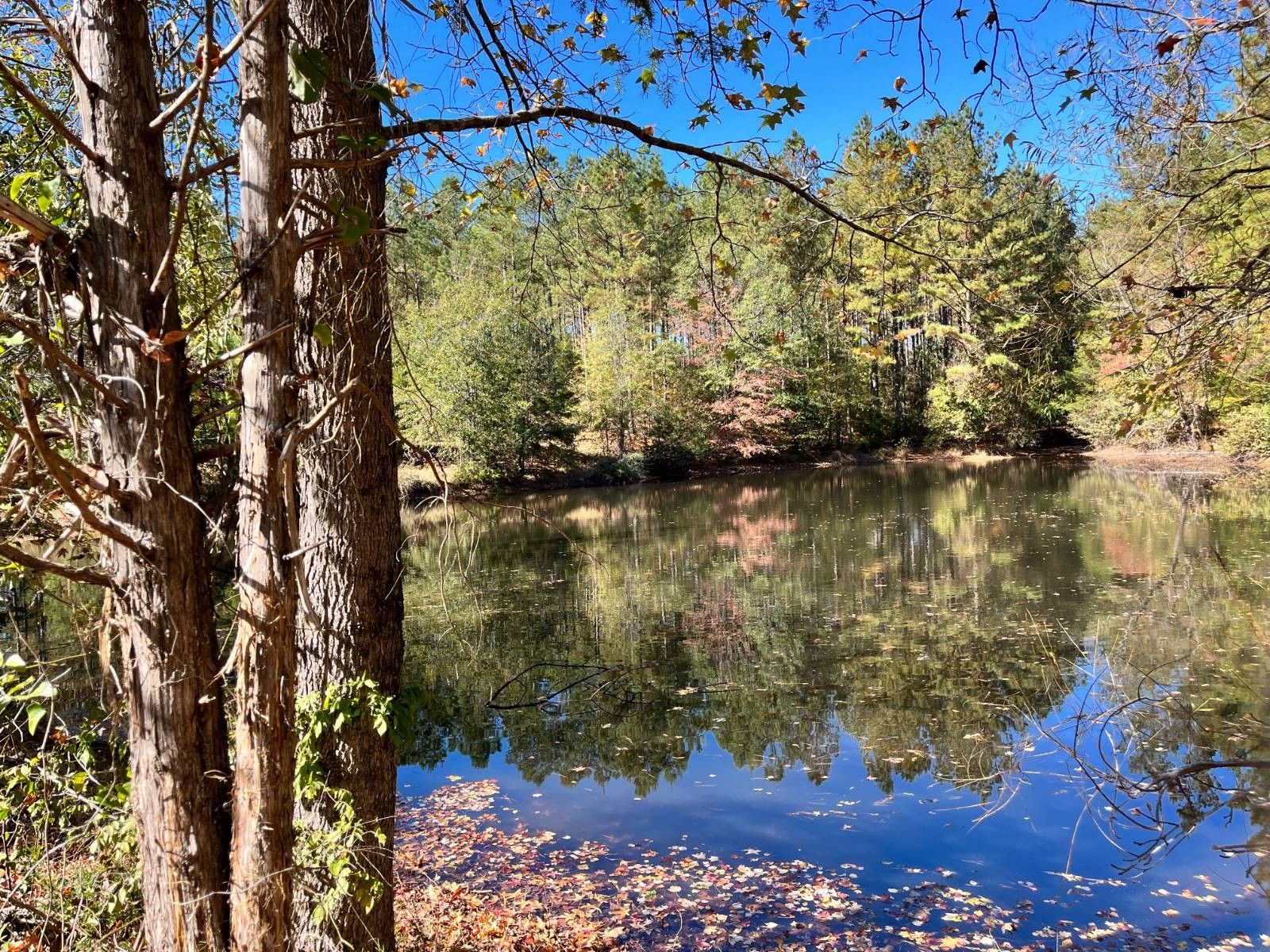 237 Acres, 220 Crooks Road, Abbeville, SC 29620 Land and Farm