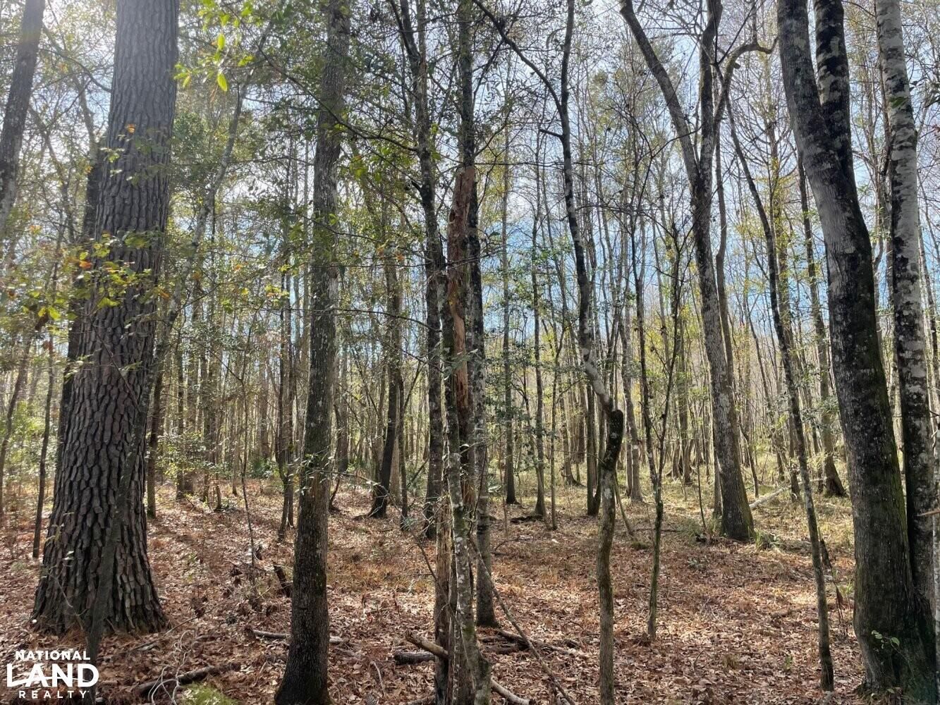 32 Acres, 0 WeeNee Road, Jamestown, SC 29453 Land and Farm