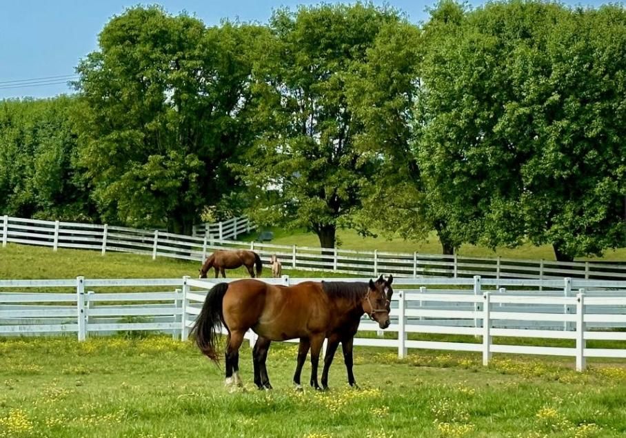 53 Acres, 1225 Kentucky 56, KY 42437 Land and Farm