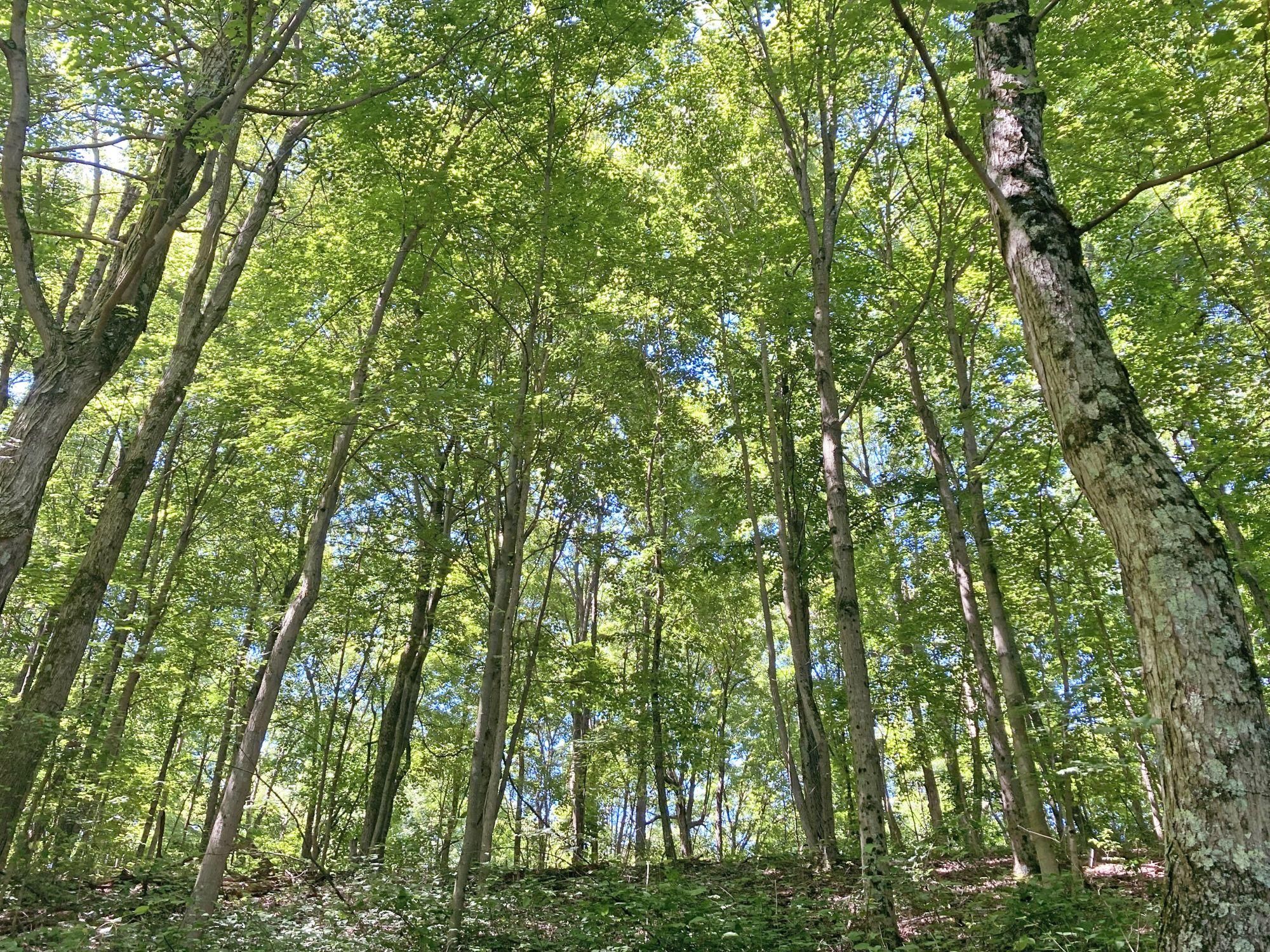 3587 Simmons Creek Road, Belle, WV 25015 Land and Farm