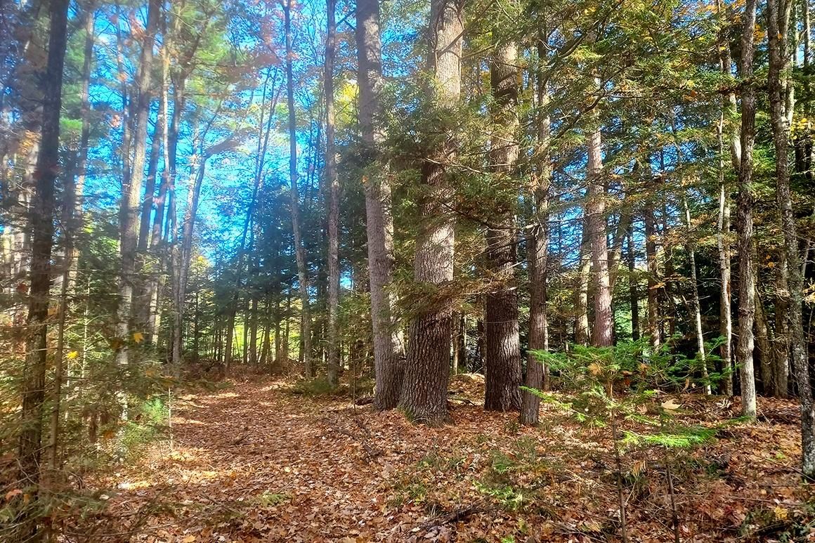 1.59 acres in Elcho, WI, 54428 Land and Farm