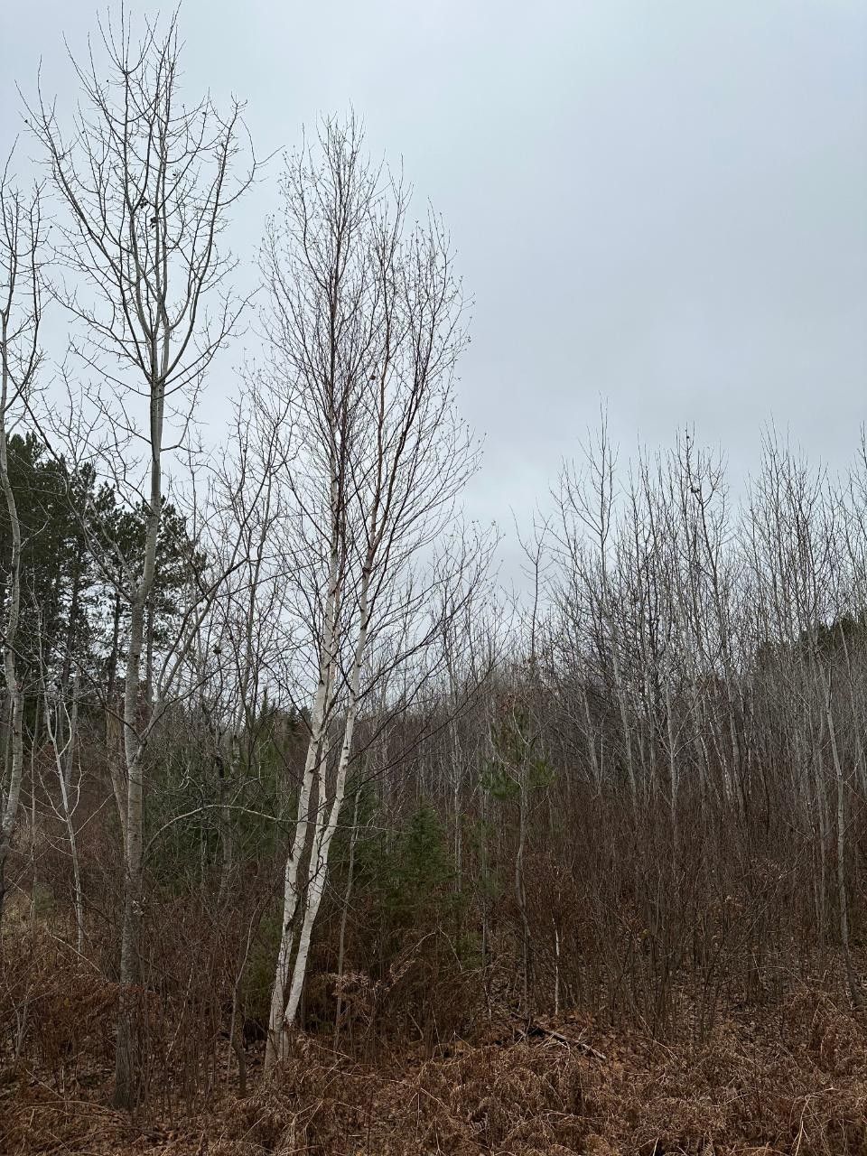 63 Acres, On SWAMP LAKE RD, Tomahawk, WI 54487 Land and Farm