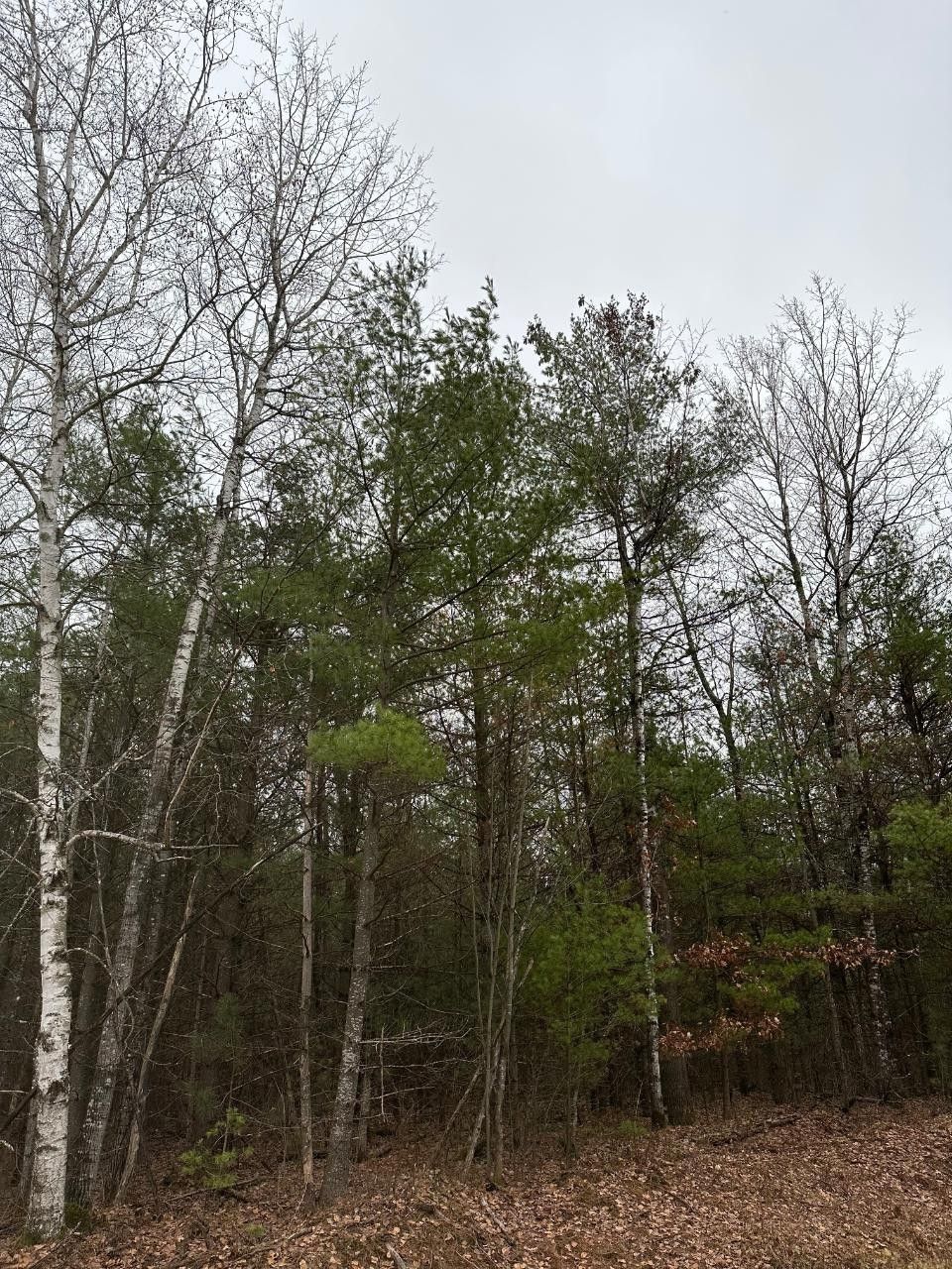 102 Acres, On SWAMP LAKE RD, Tomahawk, WI 54487 Land and Farm