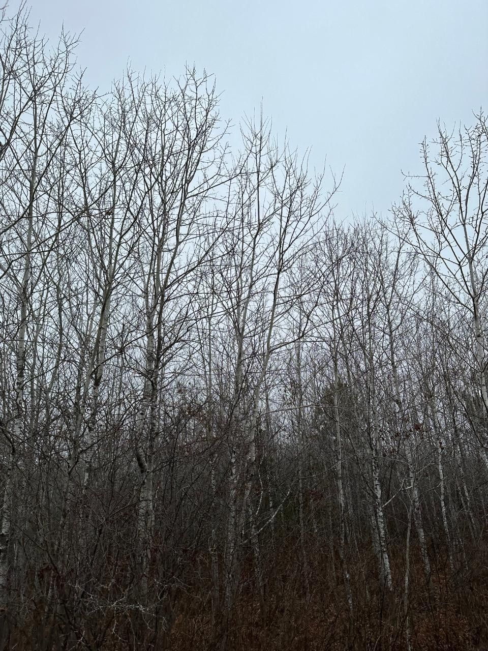 80 Acres, On WOOD RD, Tomahawk, WI 54487 Land and Farm