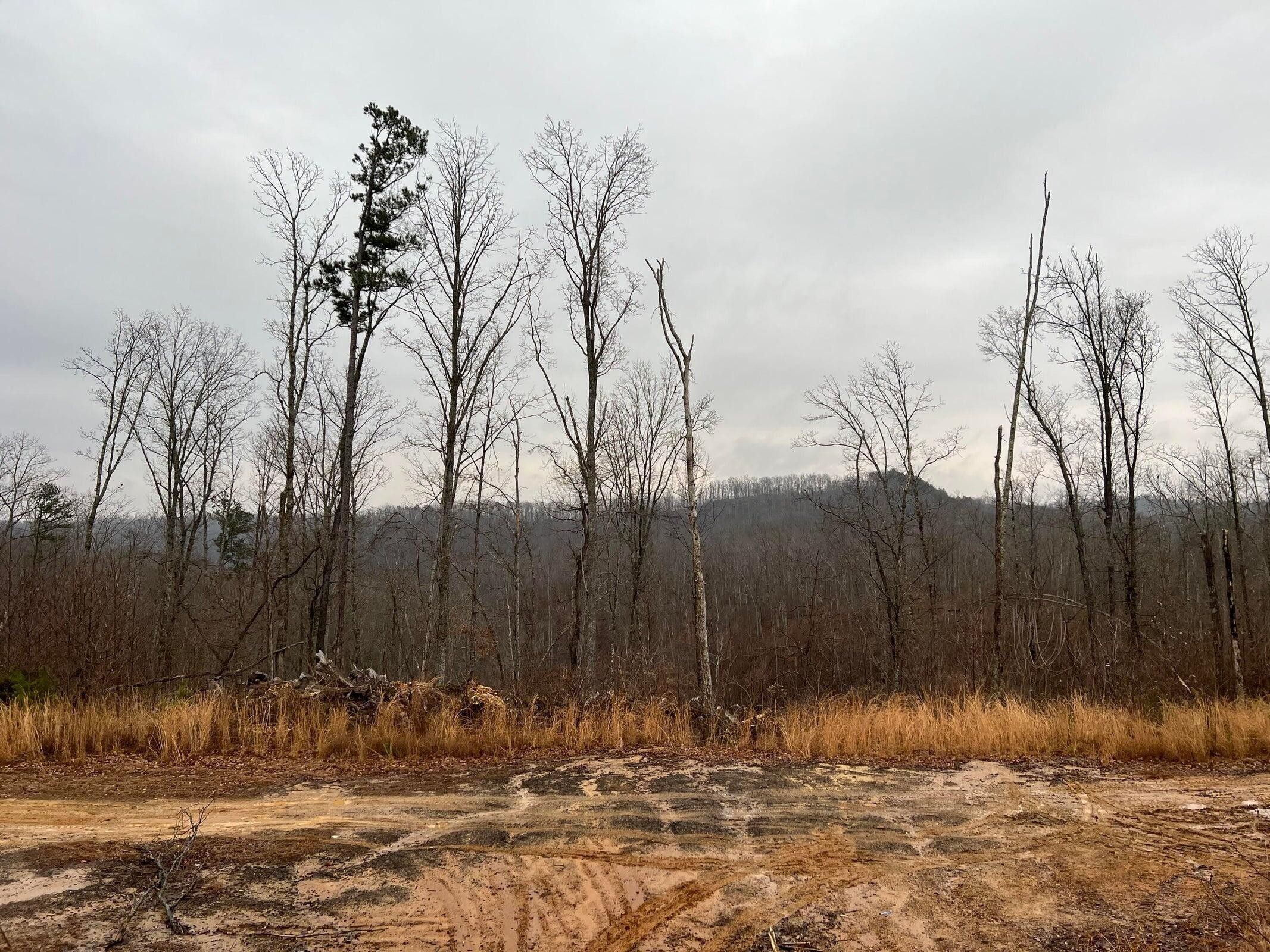 150 Acres, 00 WS Chriswell Road, Monticello, KY 42633 Land and Farm