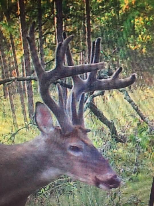 2056 Pelham Road, Climax, GA 39834 Land and Farm