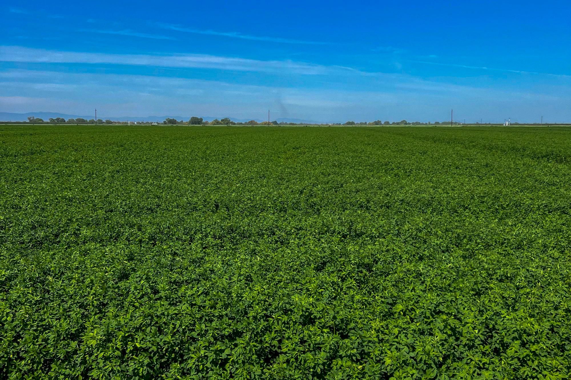 Lincoln Avenue, Chowchilla, CA 93610 Land and Farm