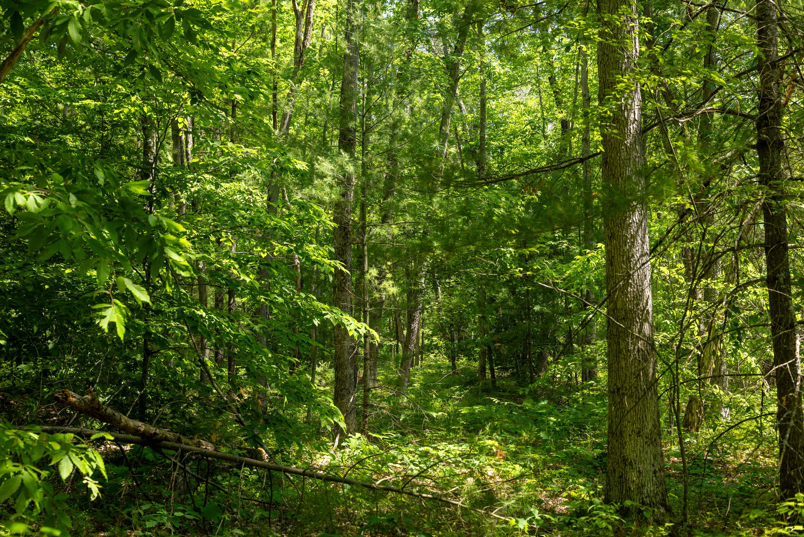 40 Acres, 222 S Pine Ave., White Cloud, MI 49349 Land and Farm