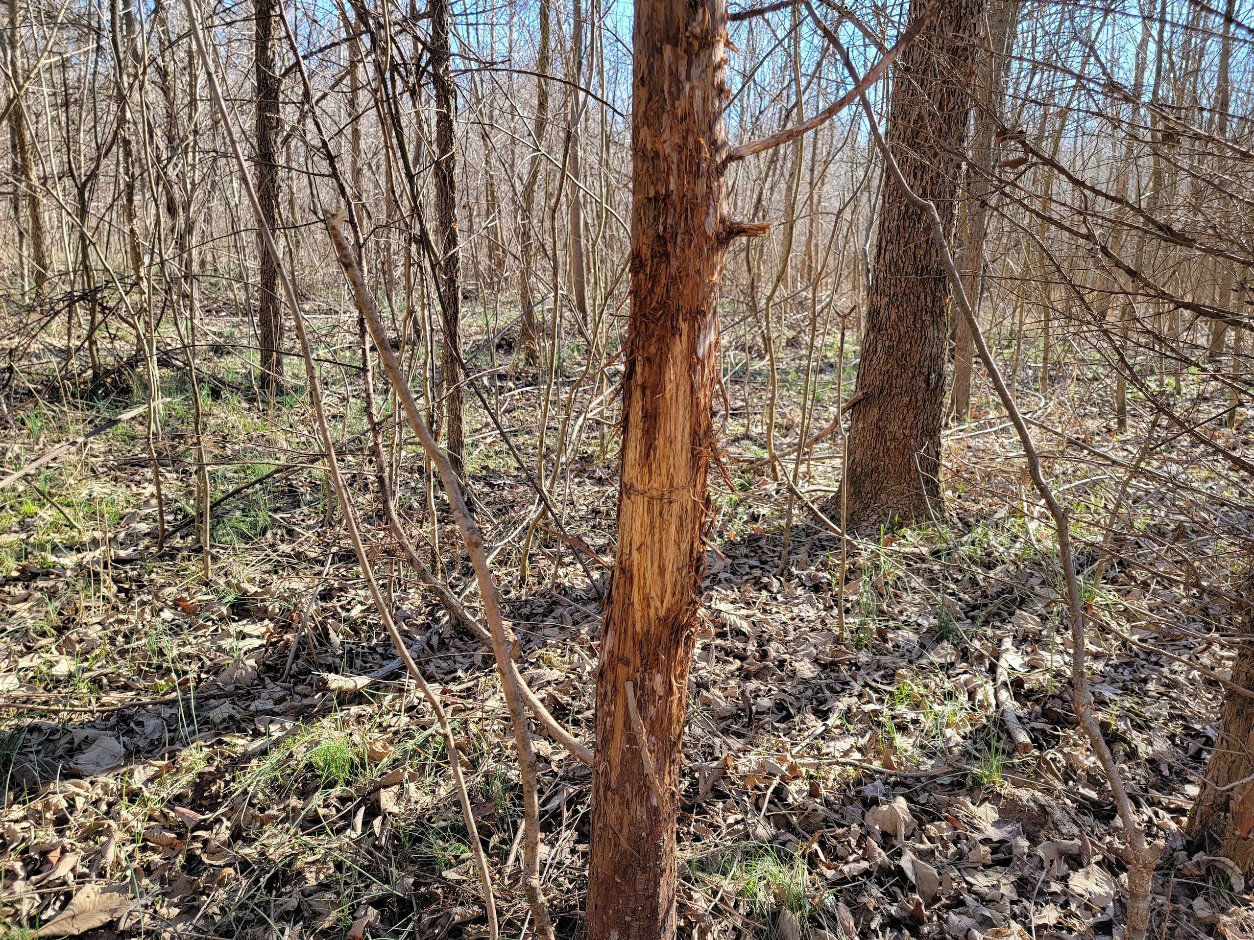 23.49 Acres, Crowell Rd, Carbondale, IL 62902 Land and Farm