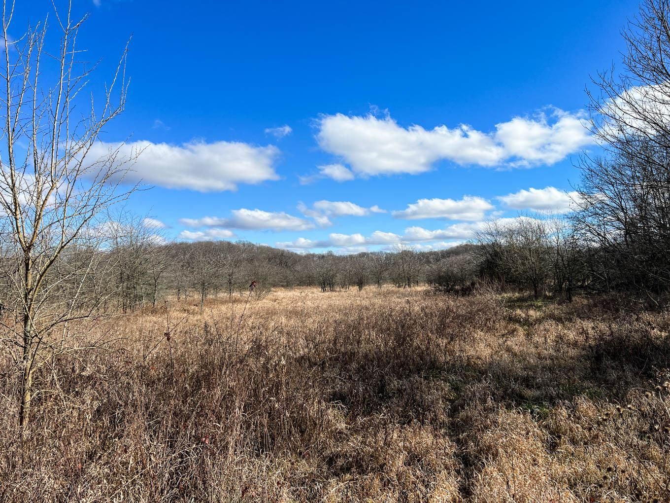 46 Acres, 575 North, Pana, IL 62571 Land and Farm