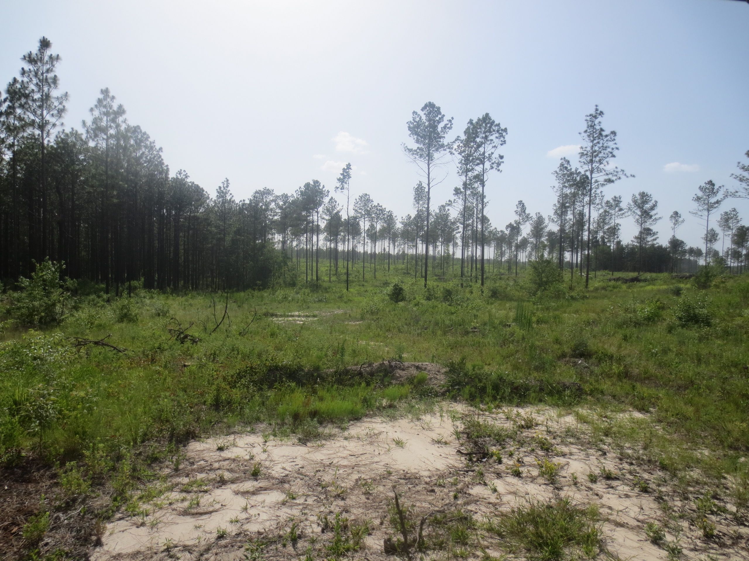 11 Acres, Purvis Baxterville Road, LotWP004, Lumberton, MS 39455