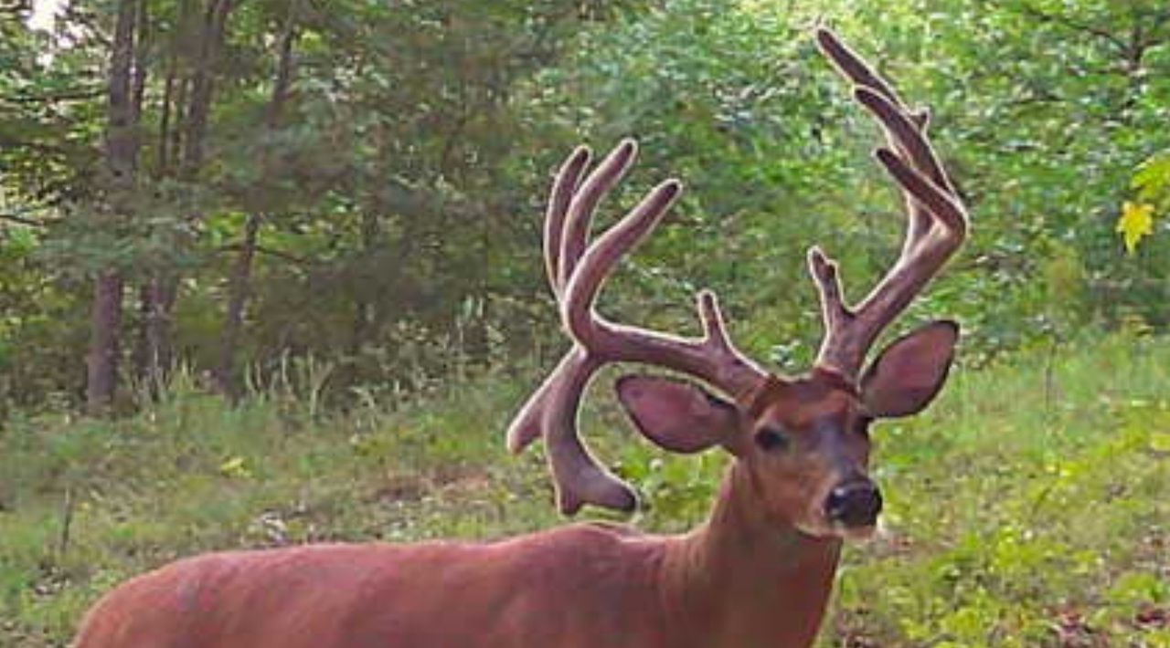 000 Old Paris Murray, Puryear, TN 38251 Land and Farm