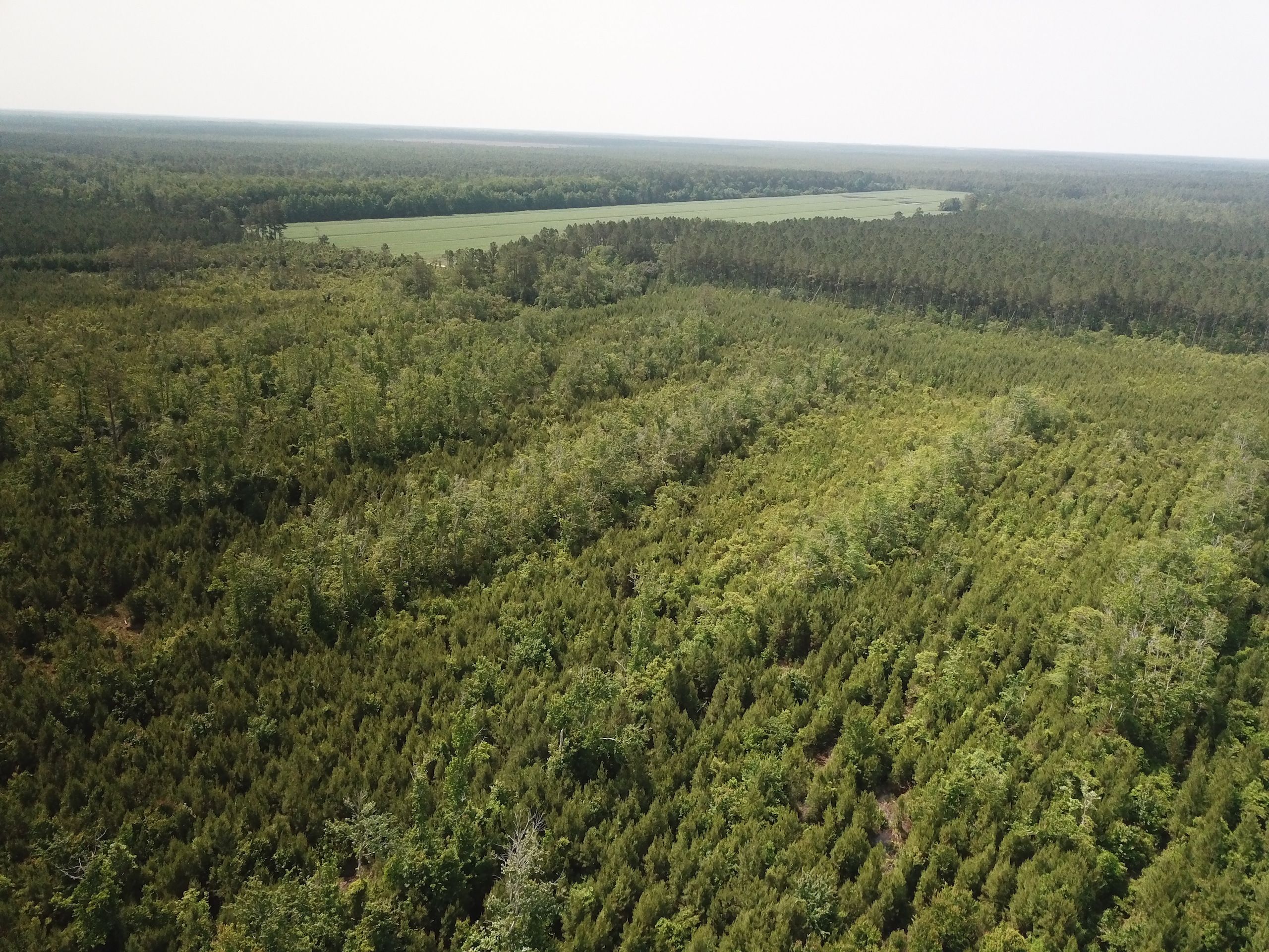 210.33 Acres, Off Adams Creek Road, Lot WP001, Harlowe, NC 28532