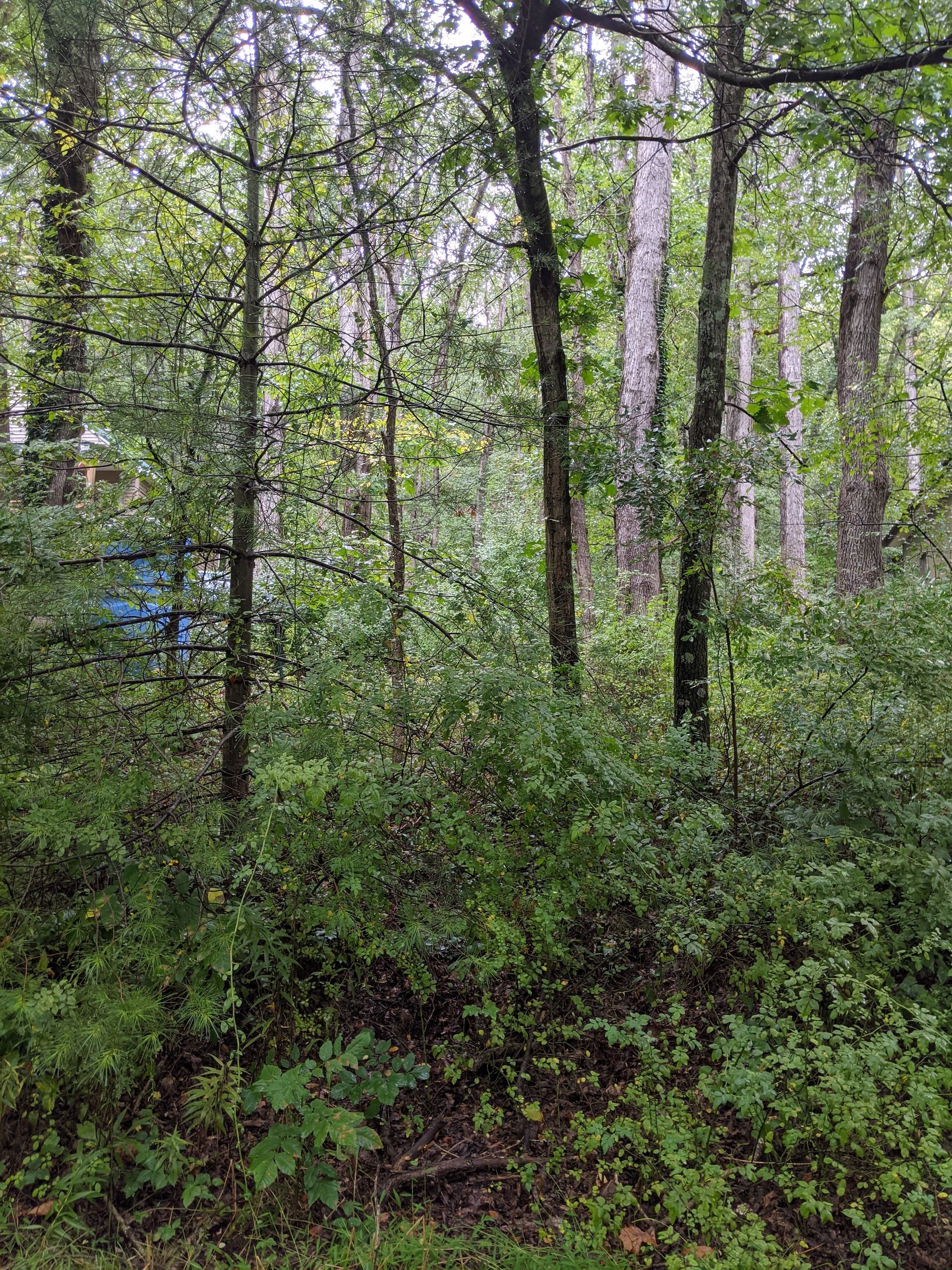 9 Oak Hill, Cross Fork, PA 17729 Land and Farm