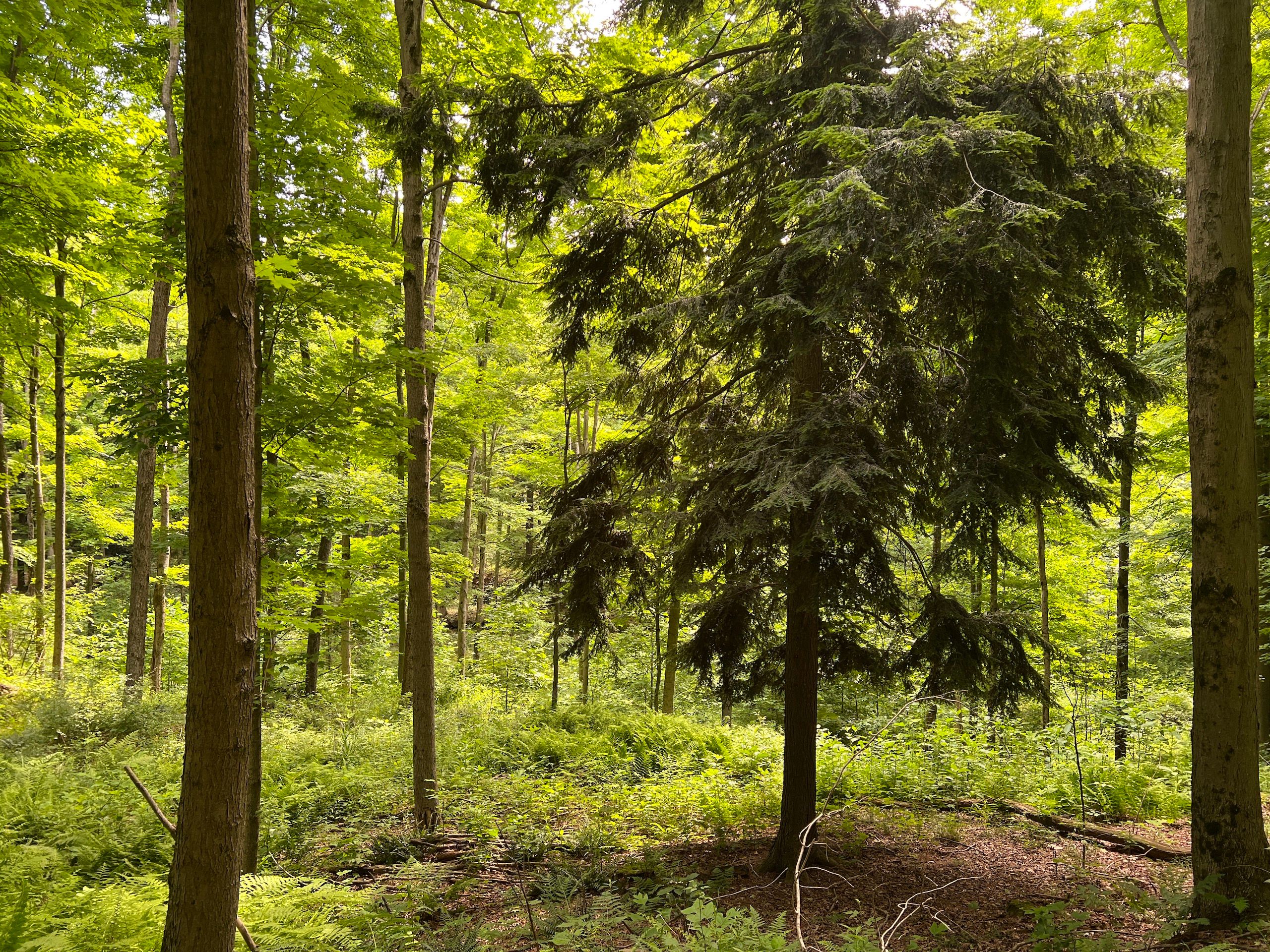 88 Acres, Off Erie County Line Rd, Spartansburg, PA 16434 Land and Farm