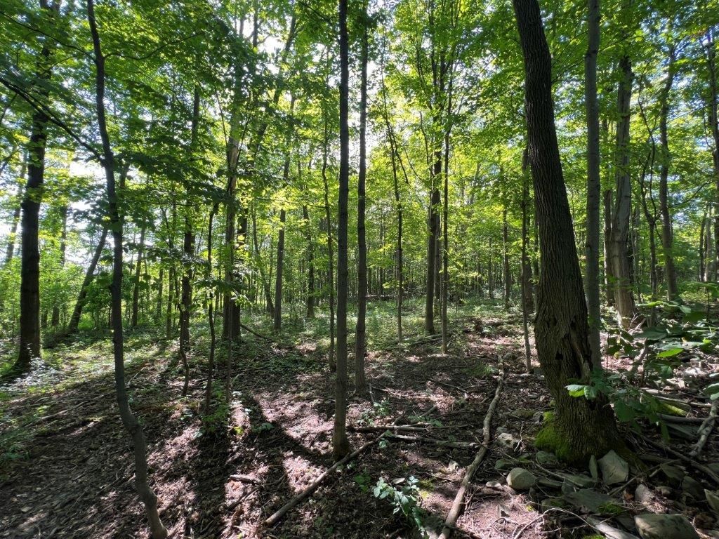 20 Acres, Trumansburg, NY 14886 Land and Farm