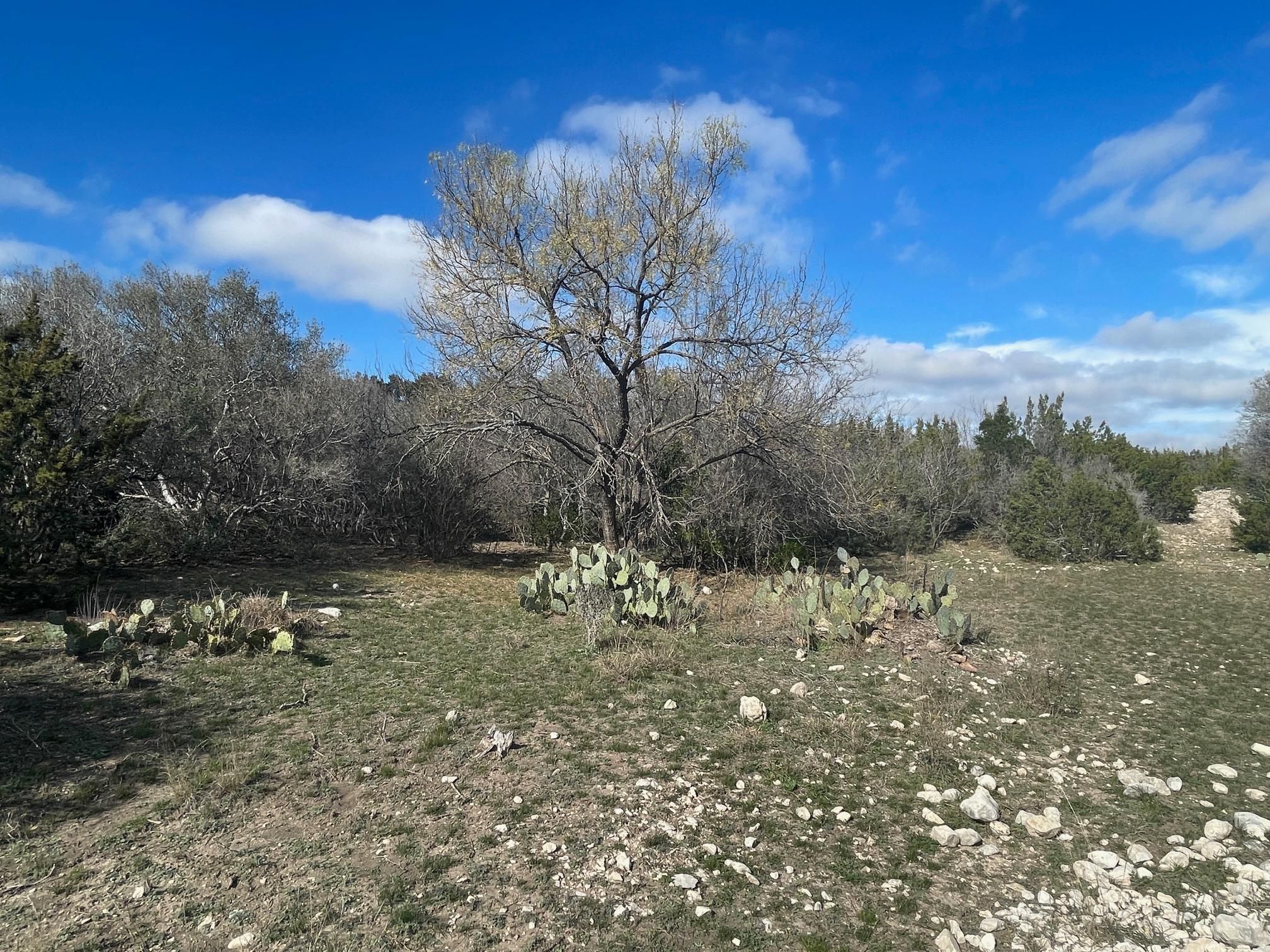 77.5 Acres, Loma Alta, TX 78840 Land and Farm