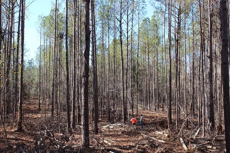 0 Chambers County Road 110, Lafayette, AL 36862 MLS 1328 Land and Farm