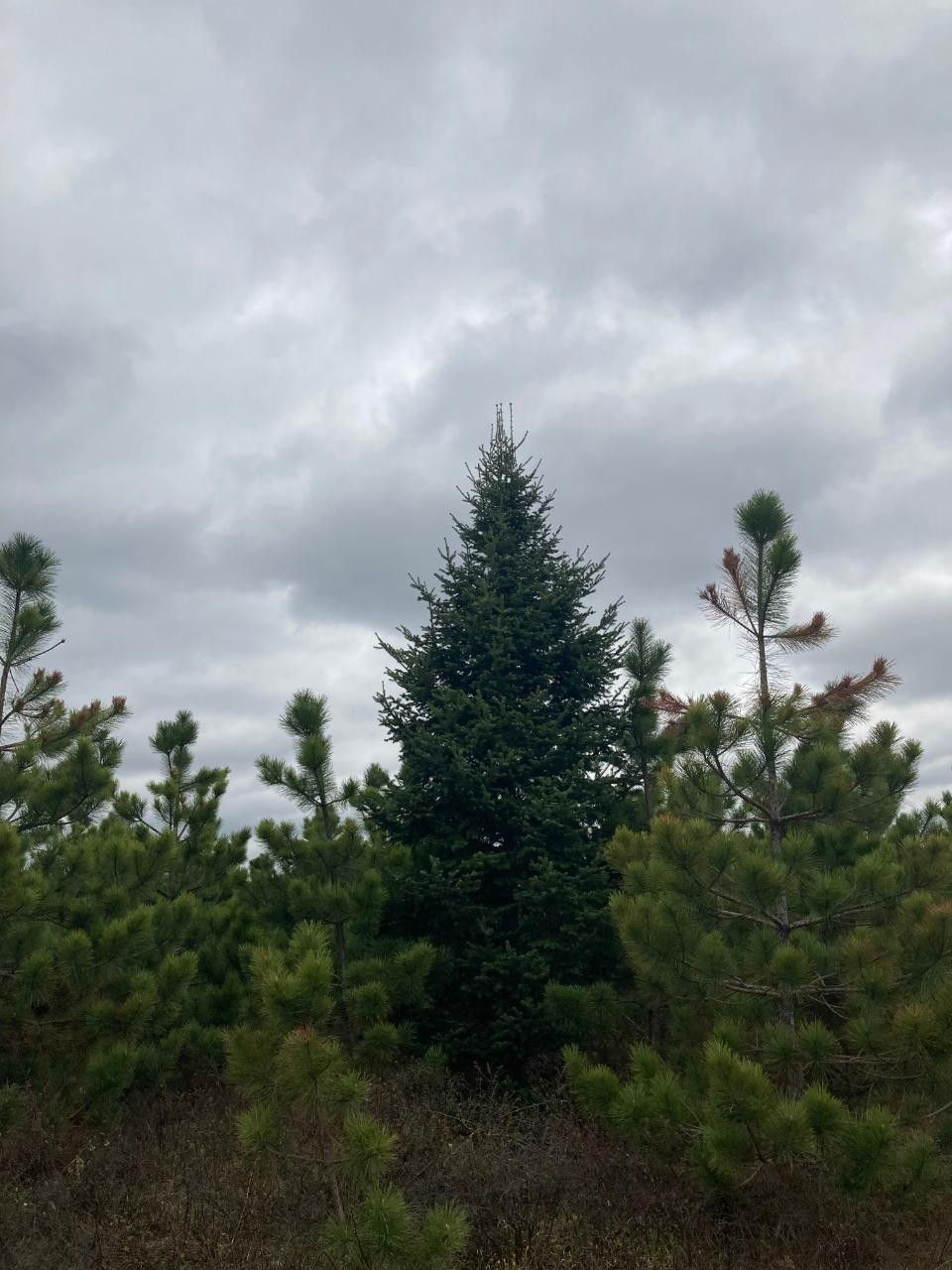 103 Acres, On CTH Y, Tomahawk, WI 54487 Land and Farm