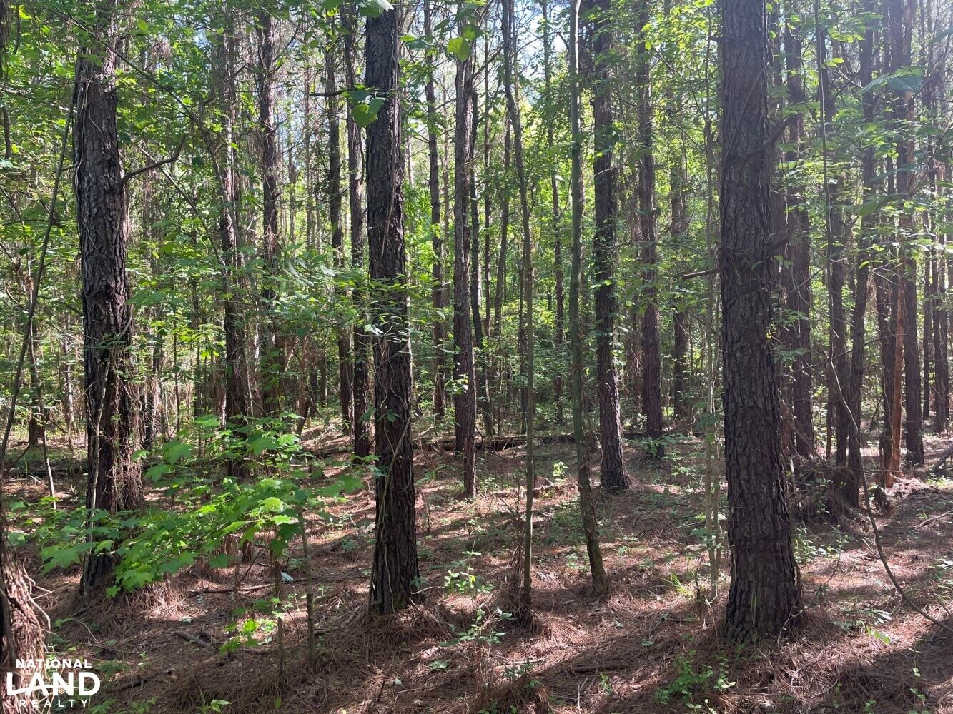 177 Acres, 0 Joseph Wilder Road, Eutaw, AL 35462 Land and Farm