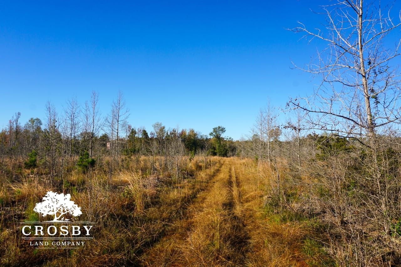 161 Acres, Hampton, SC 29924 Land and Farm