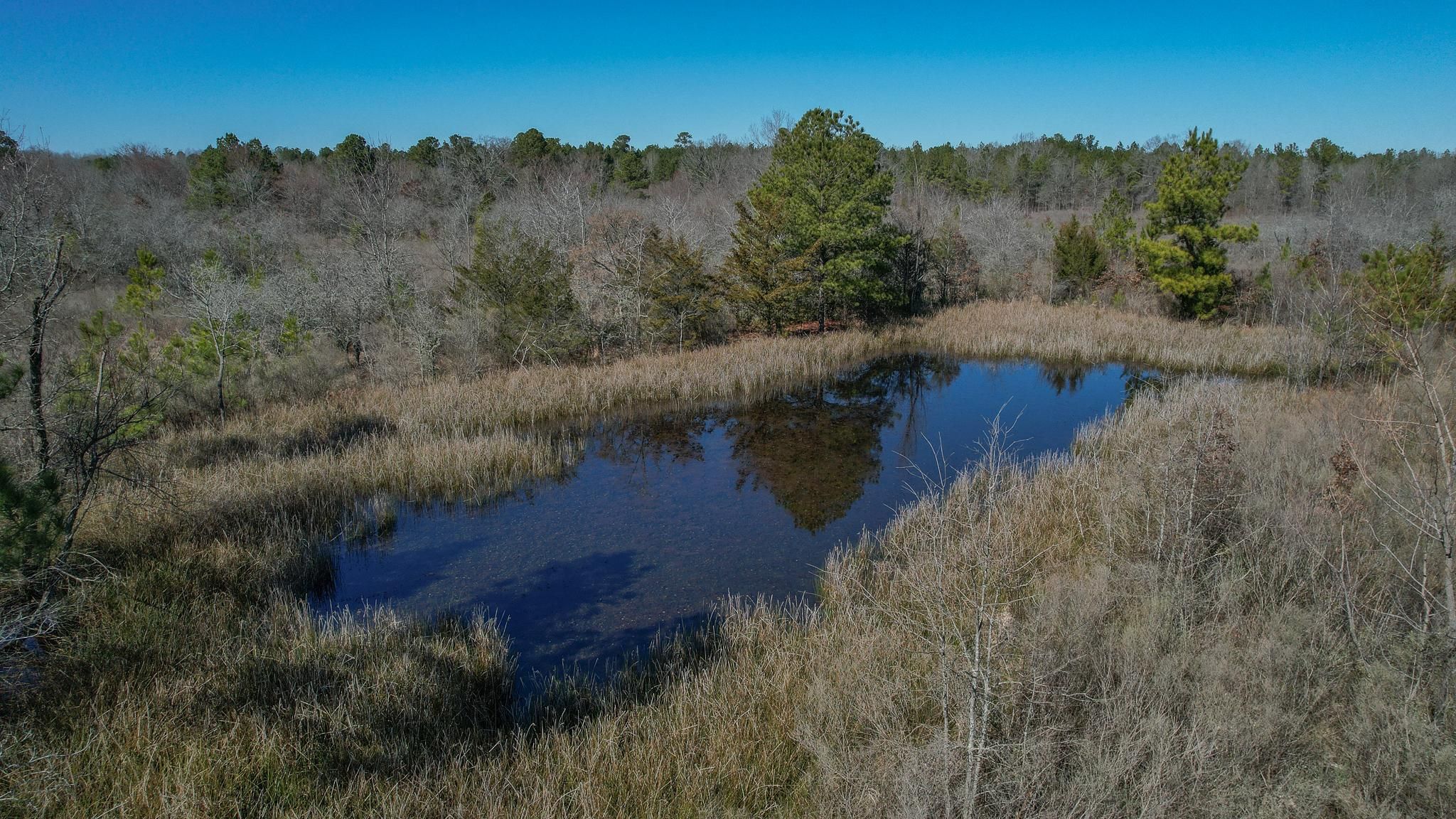 TBD LR 237, Ogden, AR 71853 Land and Farm