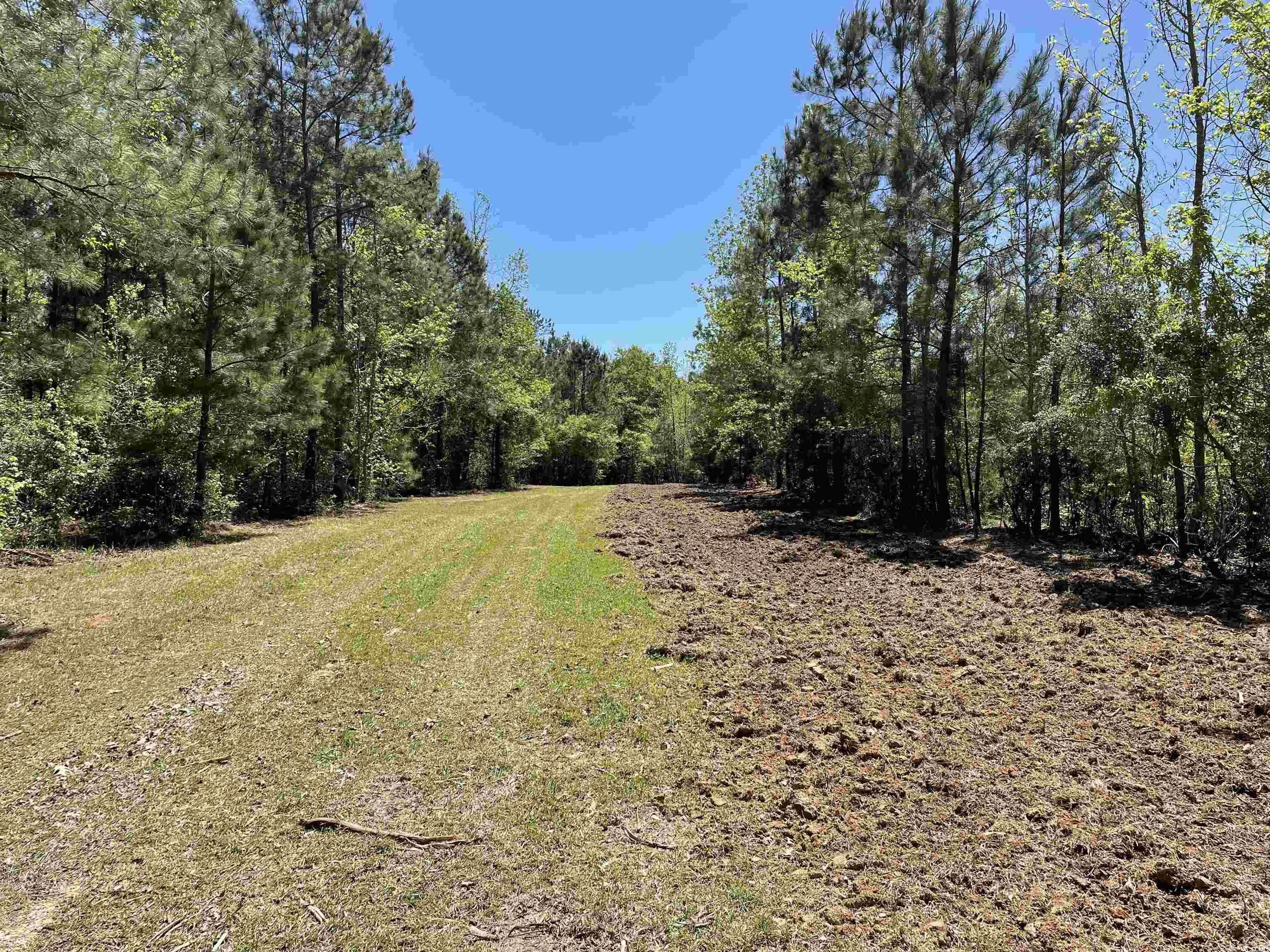 TBD 1 Santee Rd., Andrews, SC 29510 MLS 2404274 Land and Farm