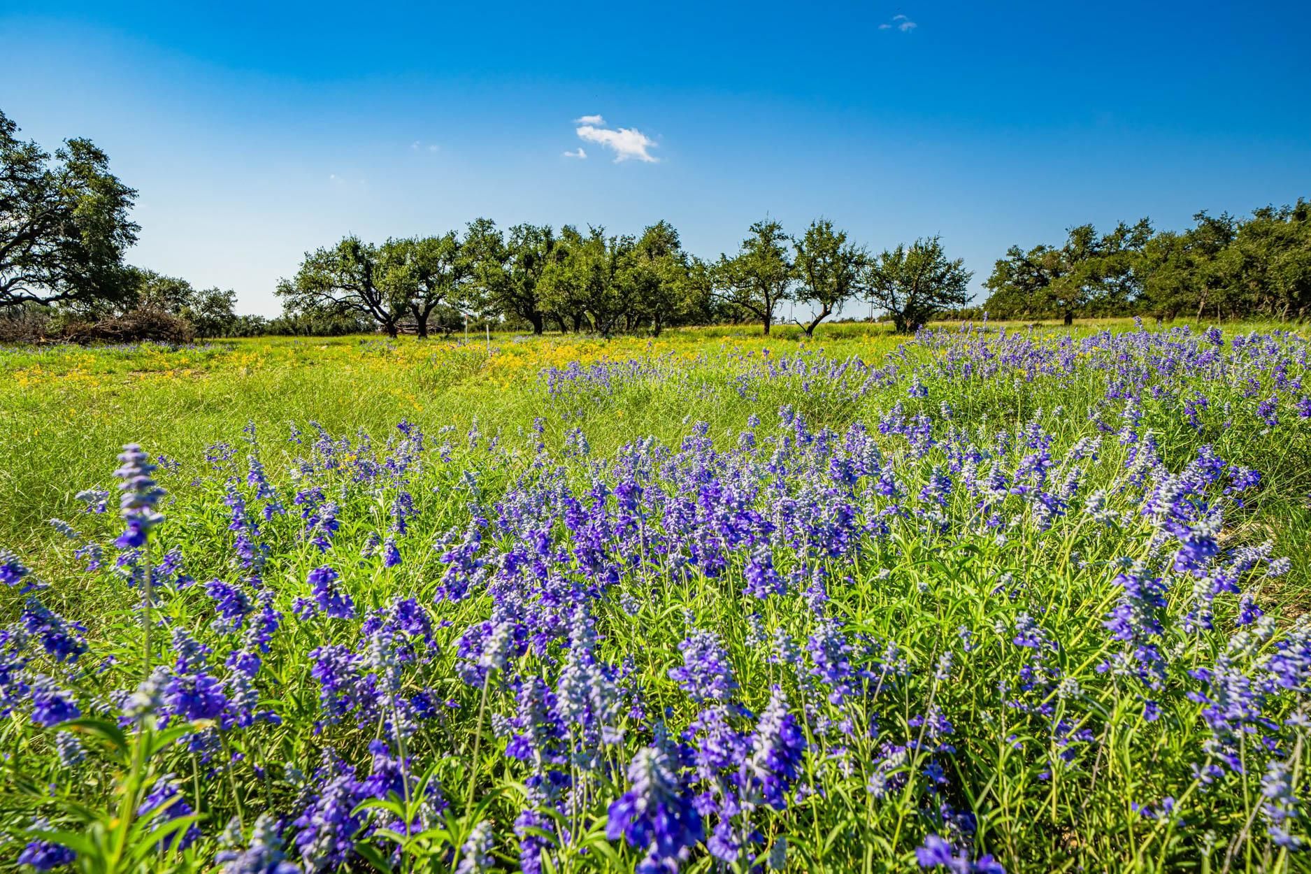 Farm to market 479, Harper, TX 78631 Land and Farm
