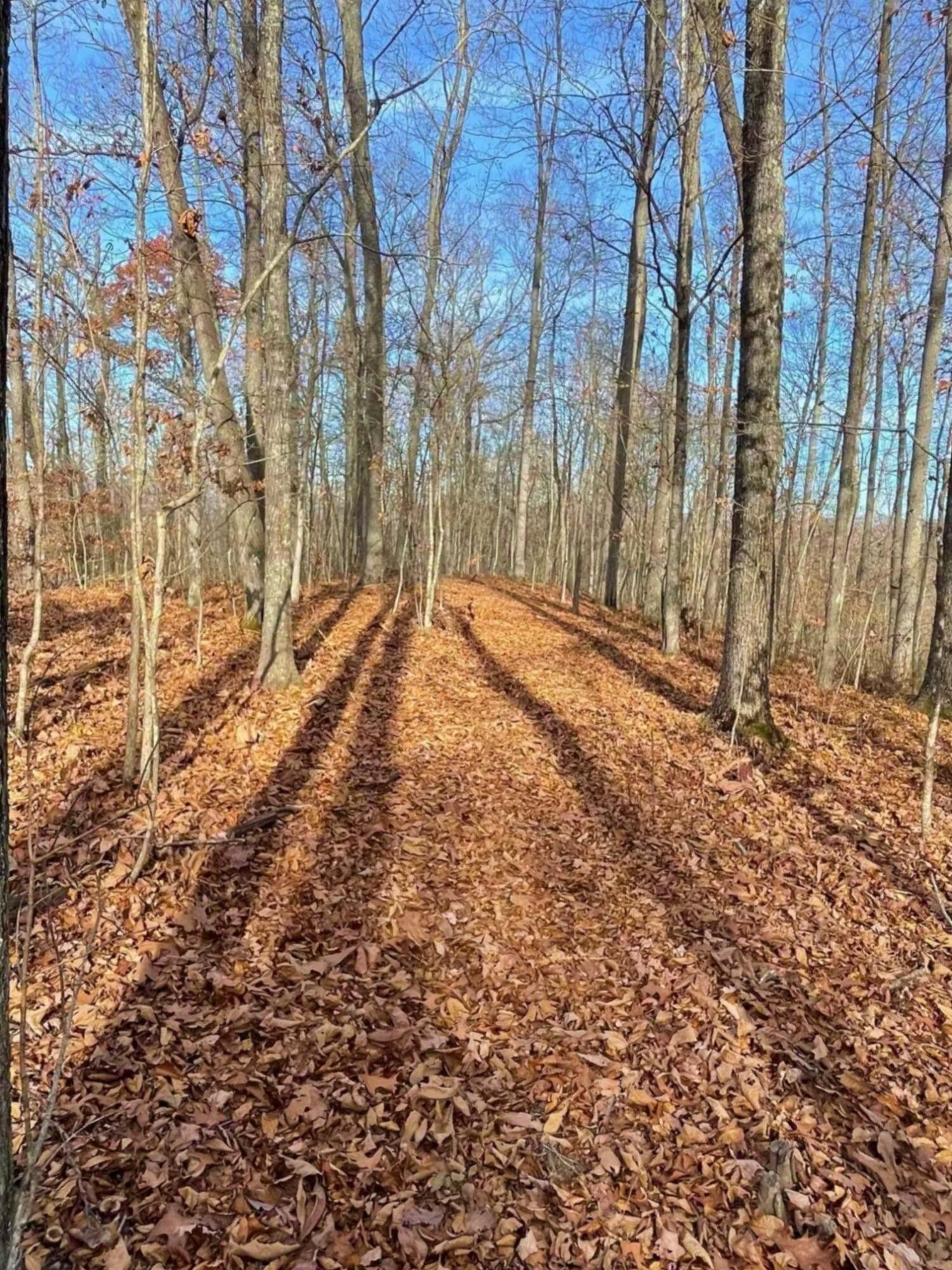 131 Acres, 124 Johnson Hollow Road, Pikeville, KY 41501 Land and Farm