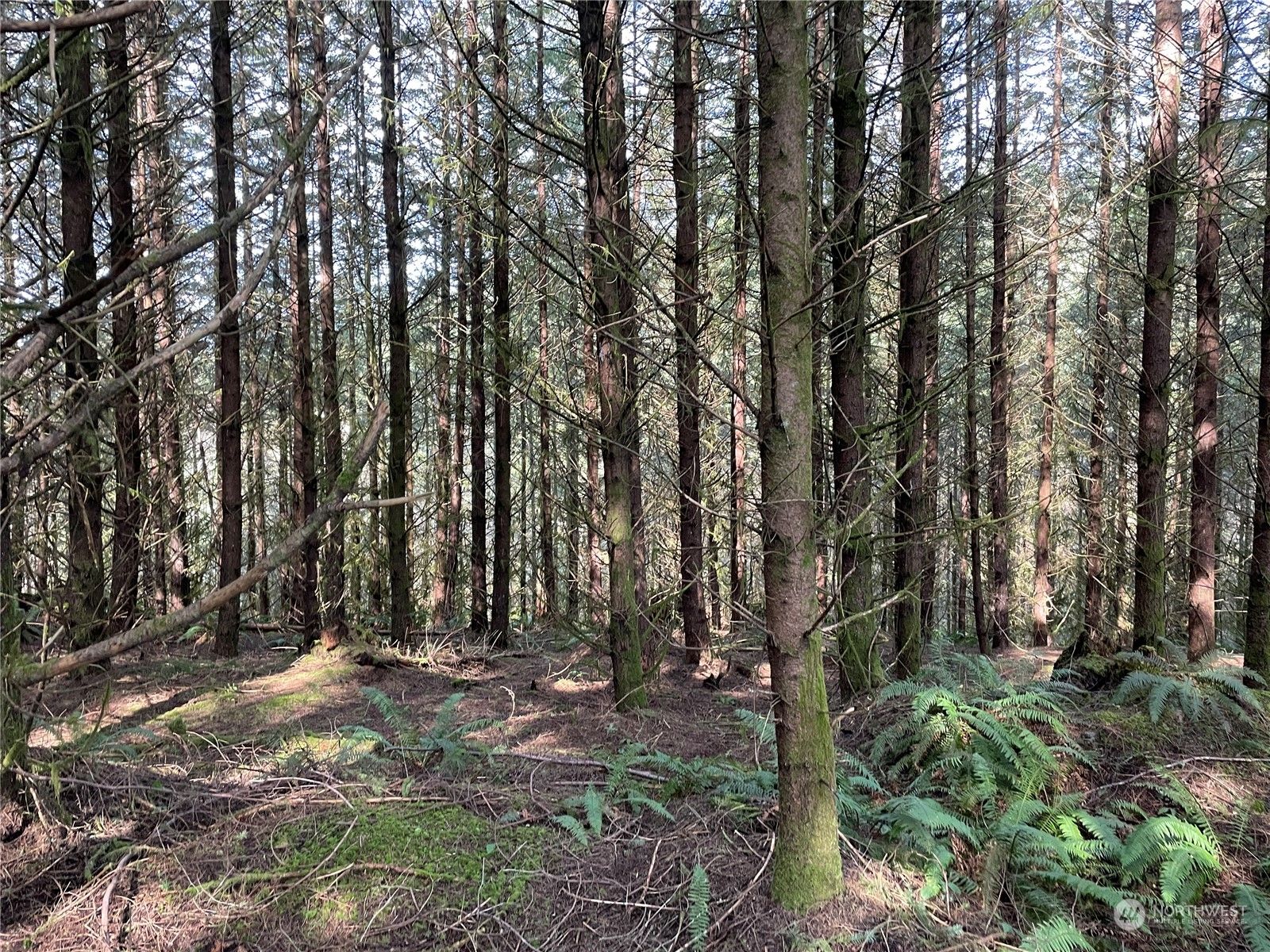 0 Nikula Road, Winlock, WA 98596 MLS 2051555 Land and Farm