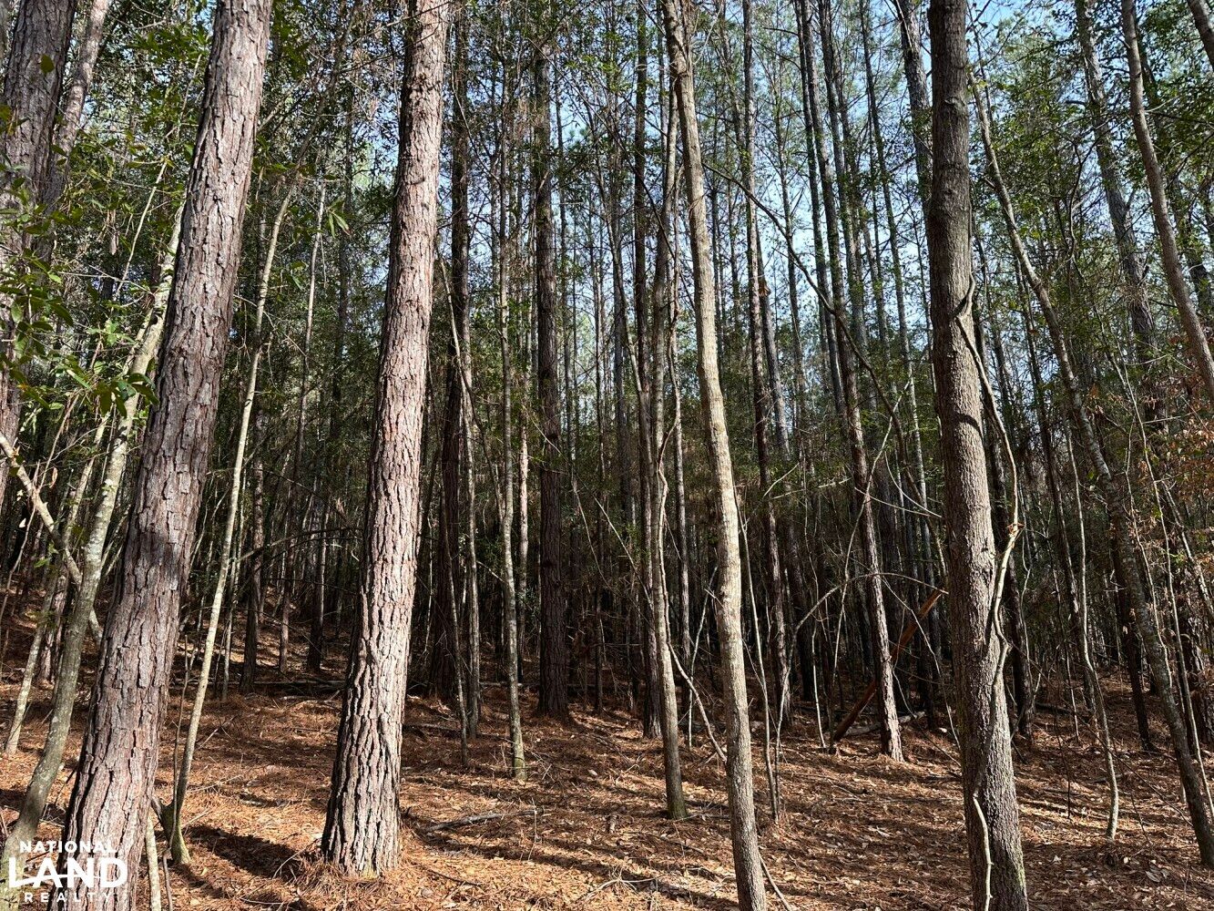 144 Acres, 0 County Road 724, Duncanville, AL 35456 Land and Farm