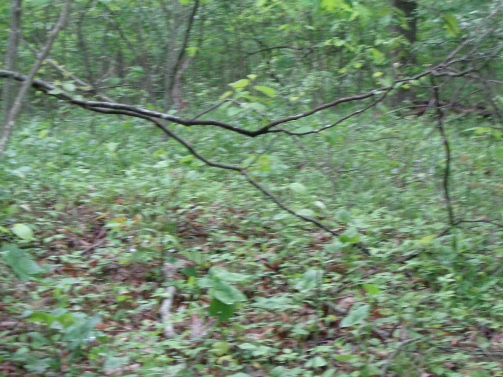 16 Acres, 00 Fletchers Fork, Welch, WV 24801 Land and Farm